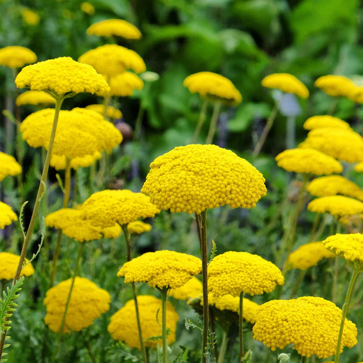 Yarrow Flower Seeds for Planting Heirloom, Non-GMO, High Germination Organic Garden Seeds