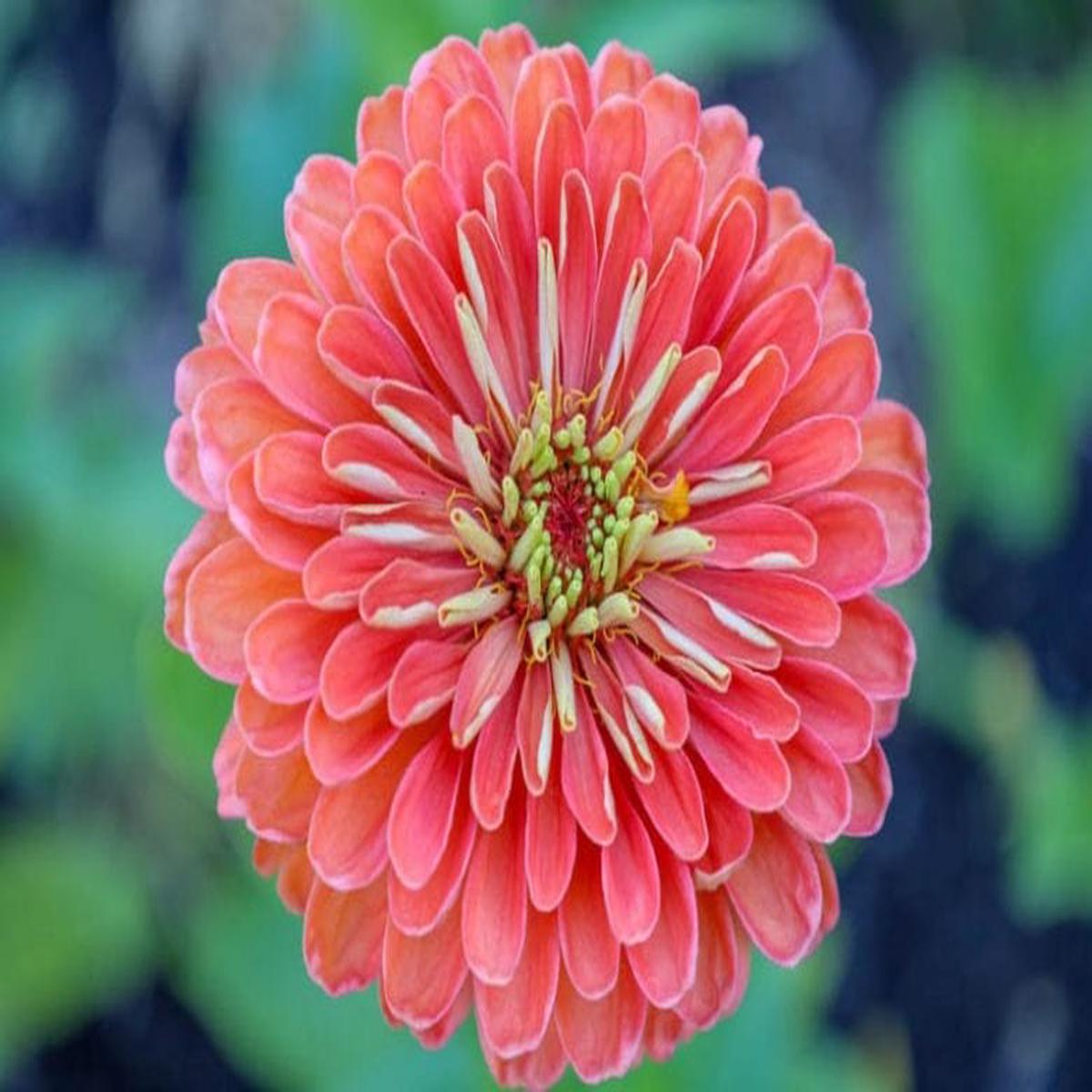 Zinnia Salmon Queen Flower Seeds for Planting Cut Flower Favorite, Heirloom & Non-GMO for Home Garden
