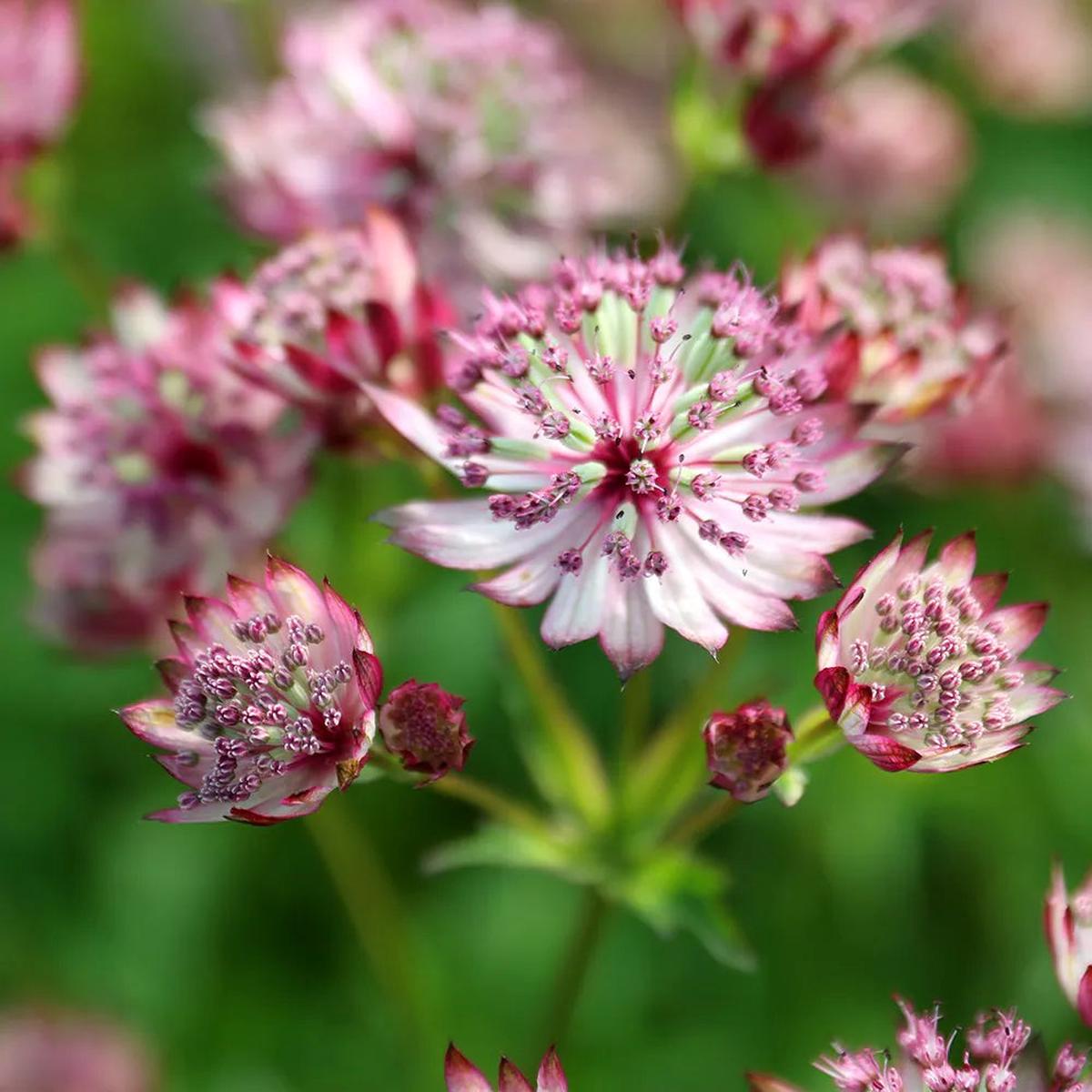 Pink Masterwort Flower seeds for Planting Drought Tolerant Heirloom & GMO Free Seeds for Home Garden Sale