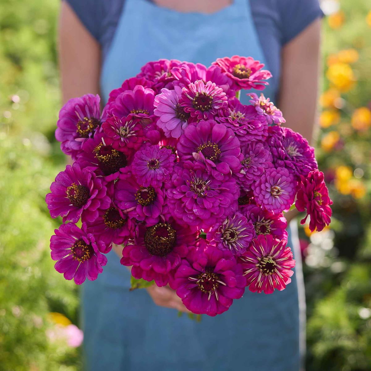 Zinnia Seeds - Purple Prince