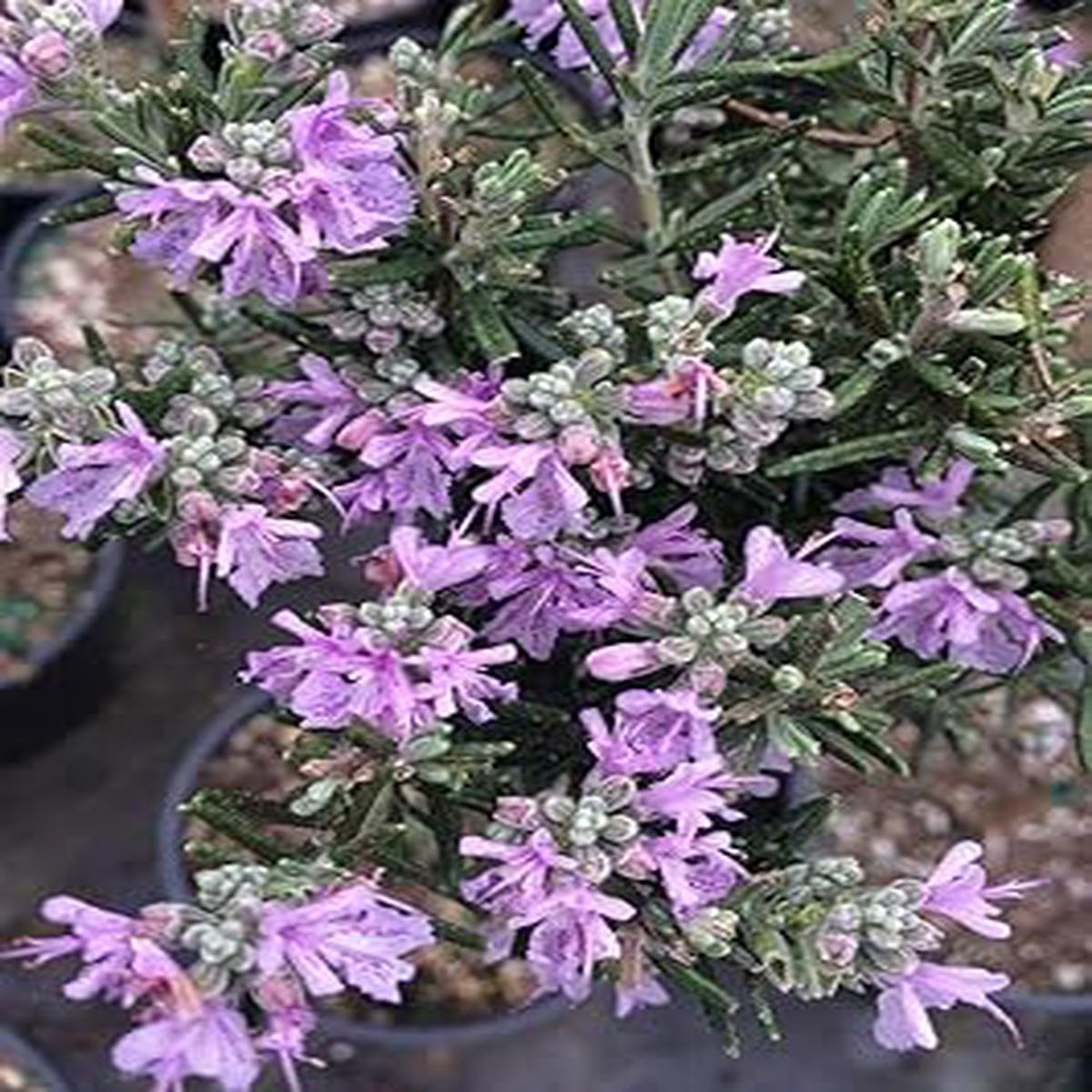 Lavender Rosemary Flower Seeds for Planting  Heirloom, Non-GMO, Hardy Variety Organic Garden Seeds