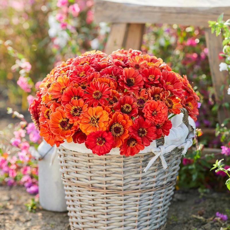 Zinnia Seeds - Oriole