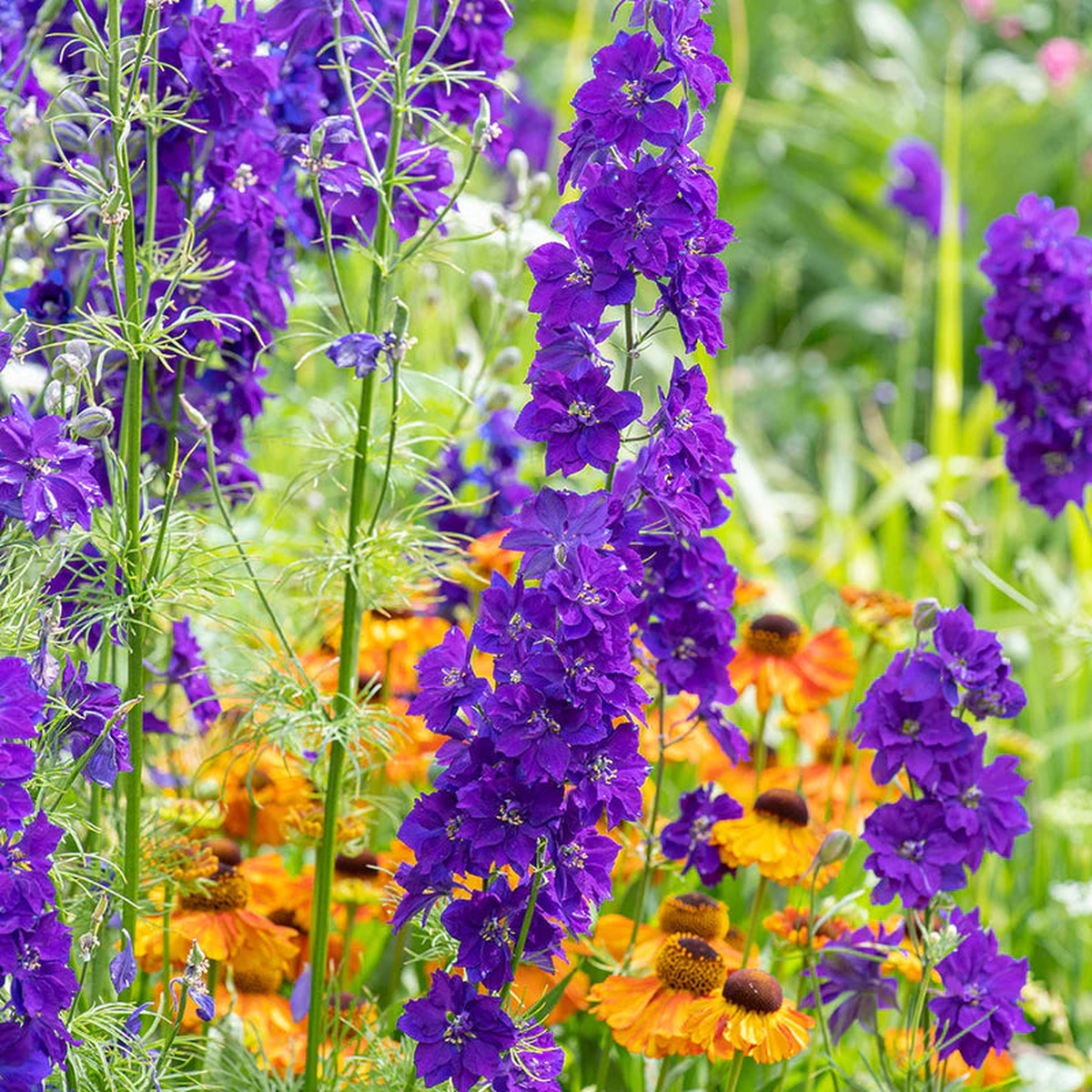 Blue Spire Larkspur Flower Seeds for Planting Heirloom, Non-GMO, Easy to Grow, Annual