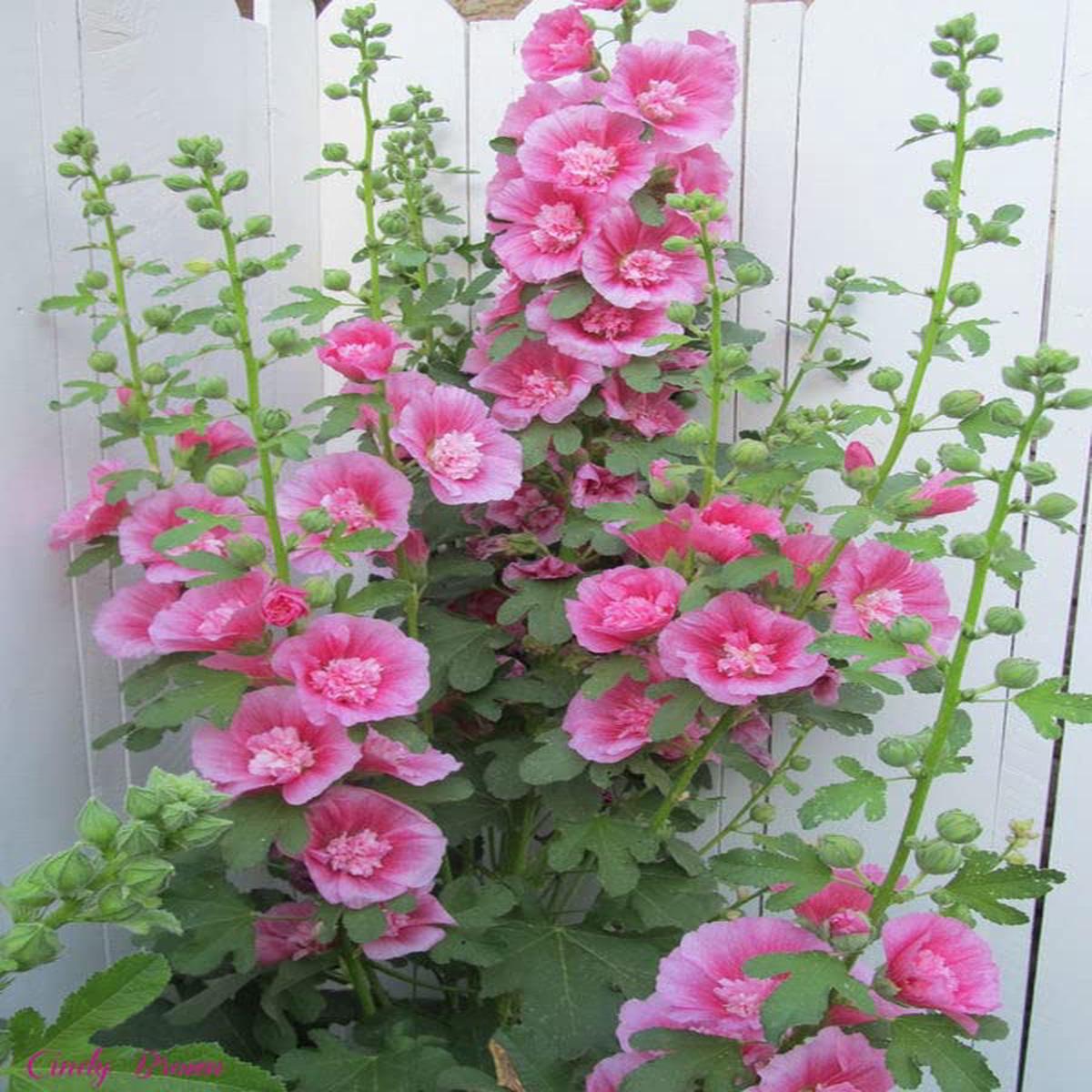 Zebrina Mini Hollyhock Alcea rosea Seeds for Planting in Flower Bed