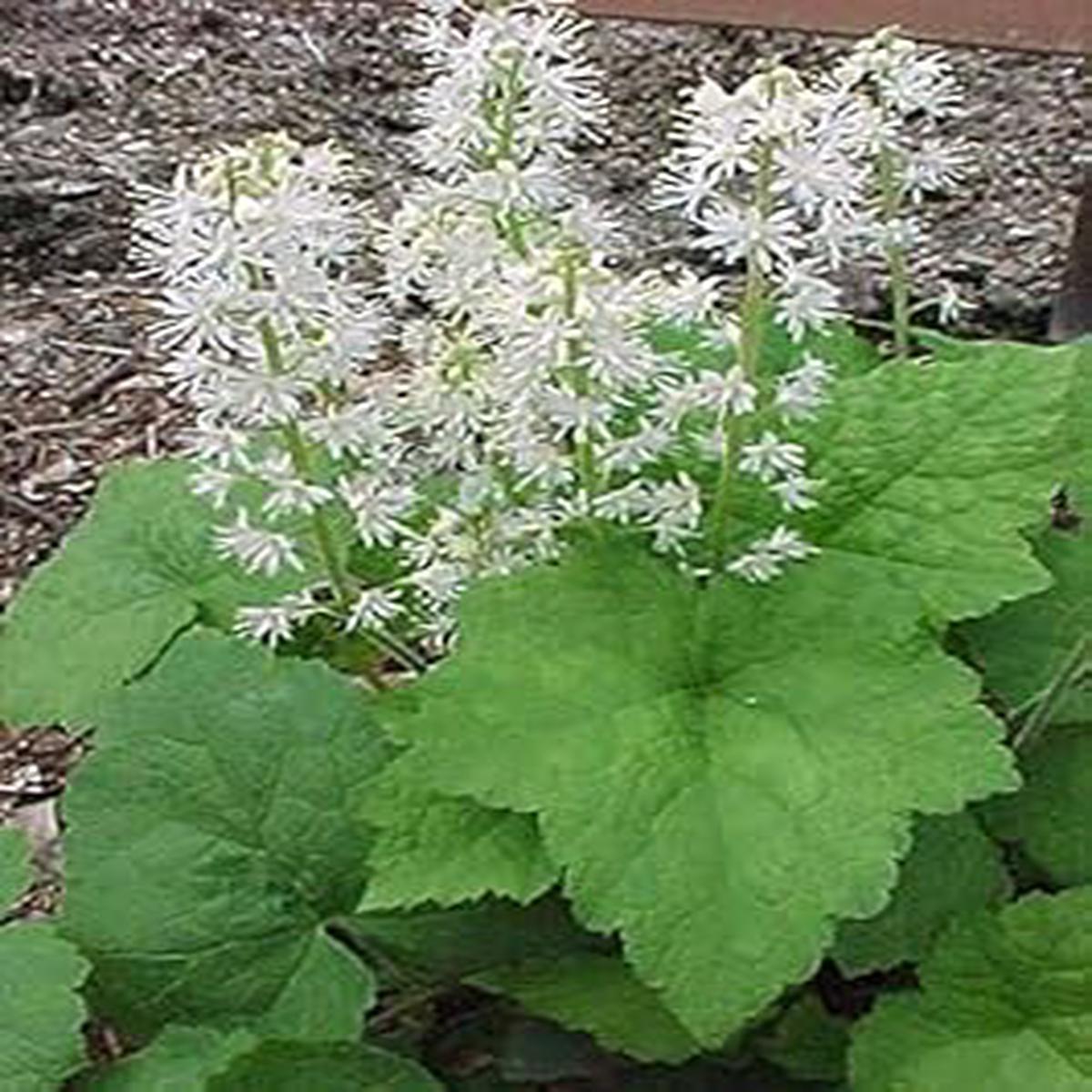 White Tiarella Wherryi Flower Seeds for Planting Low Maintenance Heirloom Non-GMO Seeds