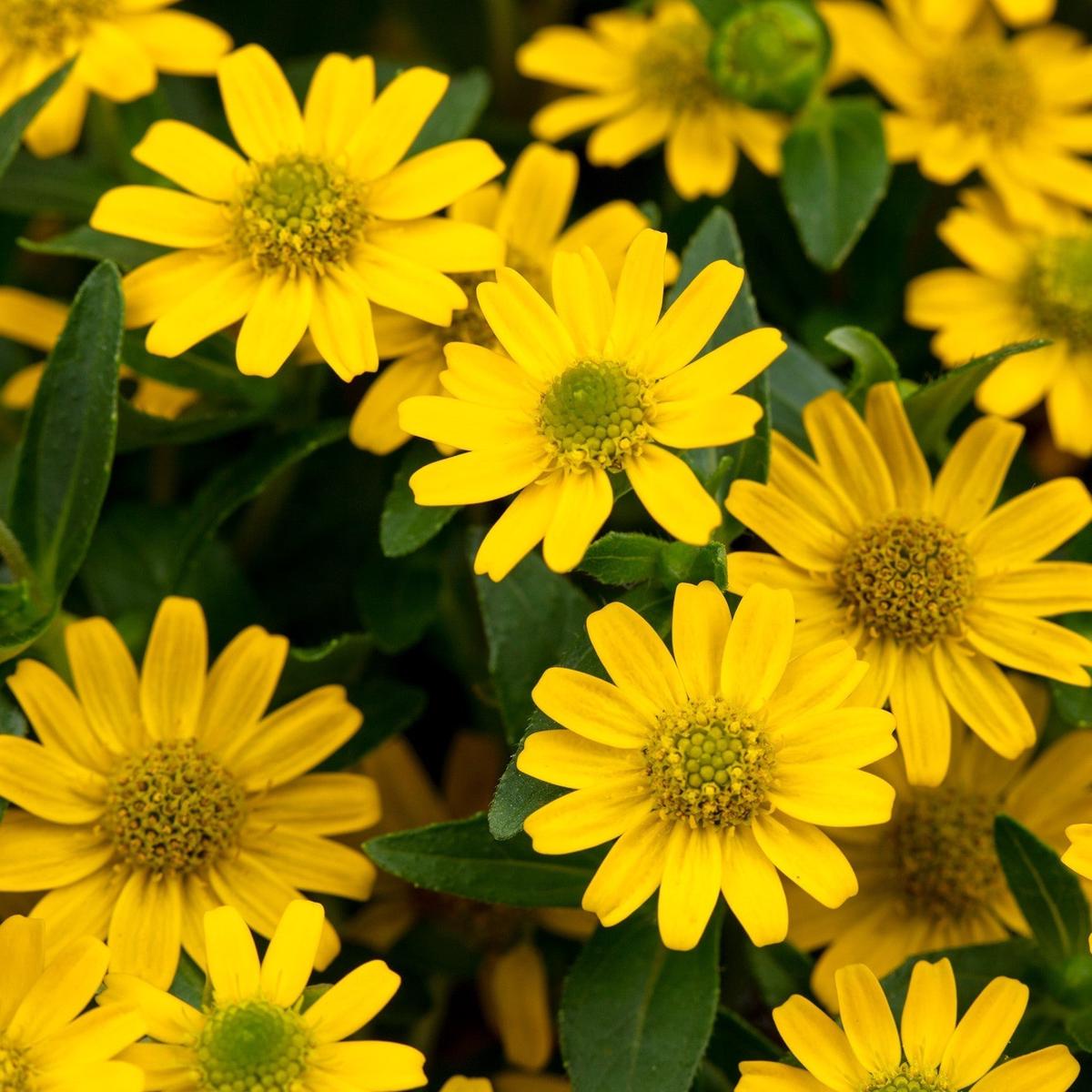 Yellow Sanvitalia Flower Seeds for Planting  Heirloom, Non-GMO, High Germination Organic Garden Seeds