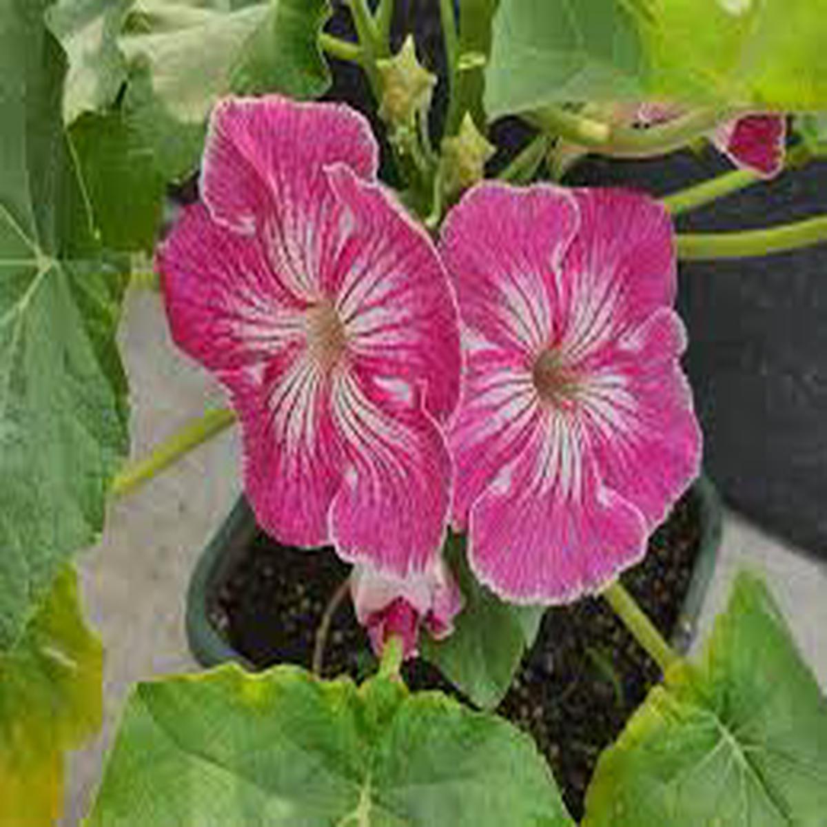 Stellulifera Flower Seeds for Planting Heirloom, Non-GMO Cut Flower Favorite Organic Garden Seeds