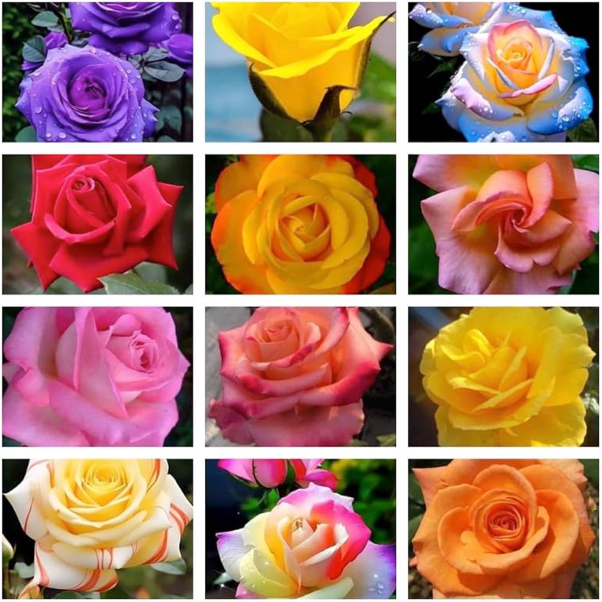 Multi-Color Rose Flower Seeds for Planting Heirloom Non-GMO, High Germination Organic Garden Seeds