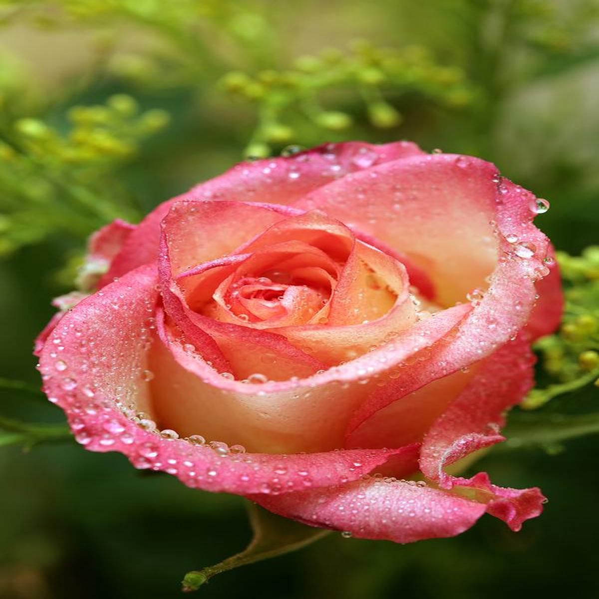 Rose Pink Unique Rose Flower Seeds for Planting  Heirloom Non-GMO High Germination Organic Garden Seeds