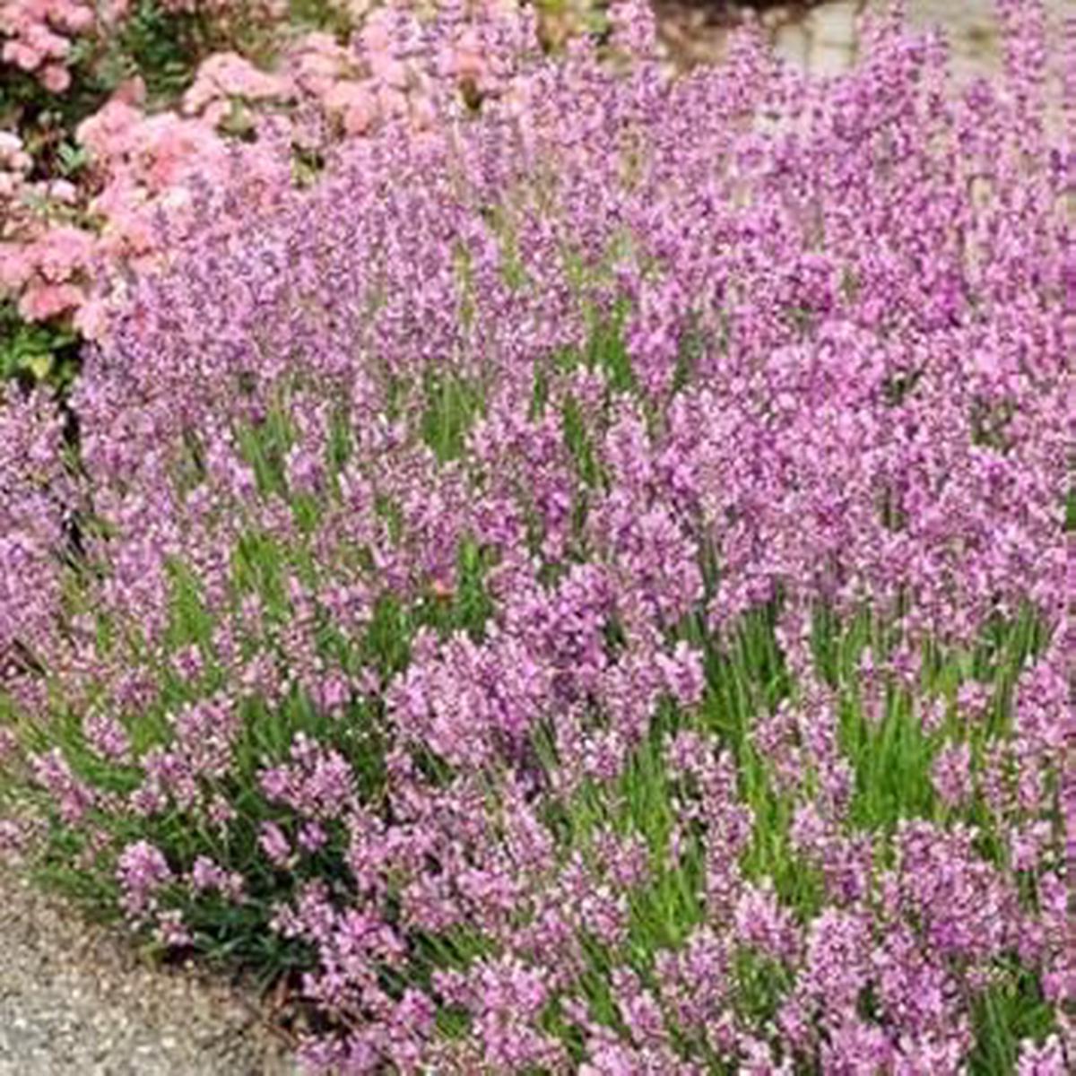 Heirloom Light Pink Lavender Flower Seeds for Planting Non-GMO, High Germination Organic Garden Seeds
