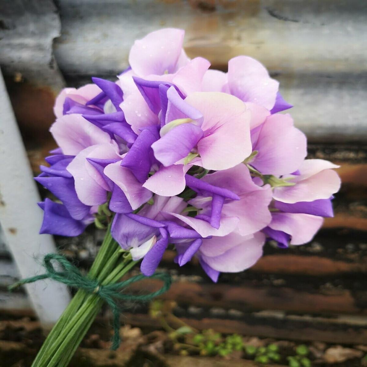 Pink Blue Sweet Pea Flower Seeds  Heirloom, Non-GMO, Fragrant Climbing Garden Seeds for Planting