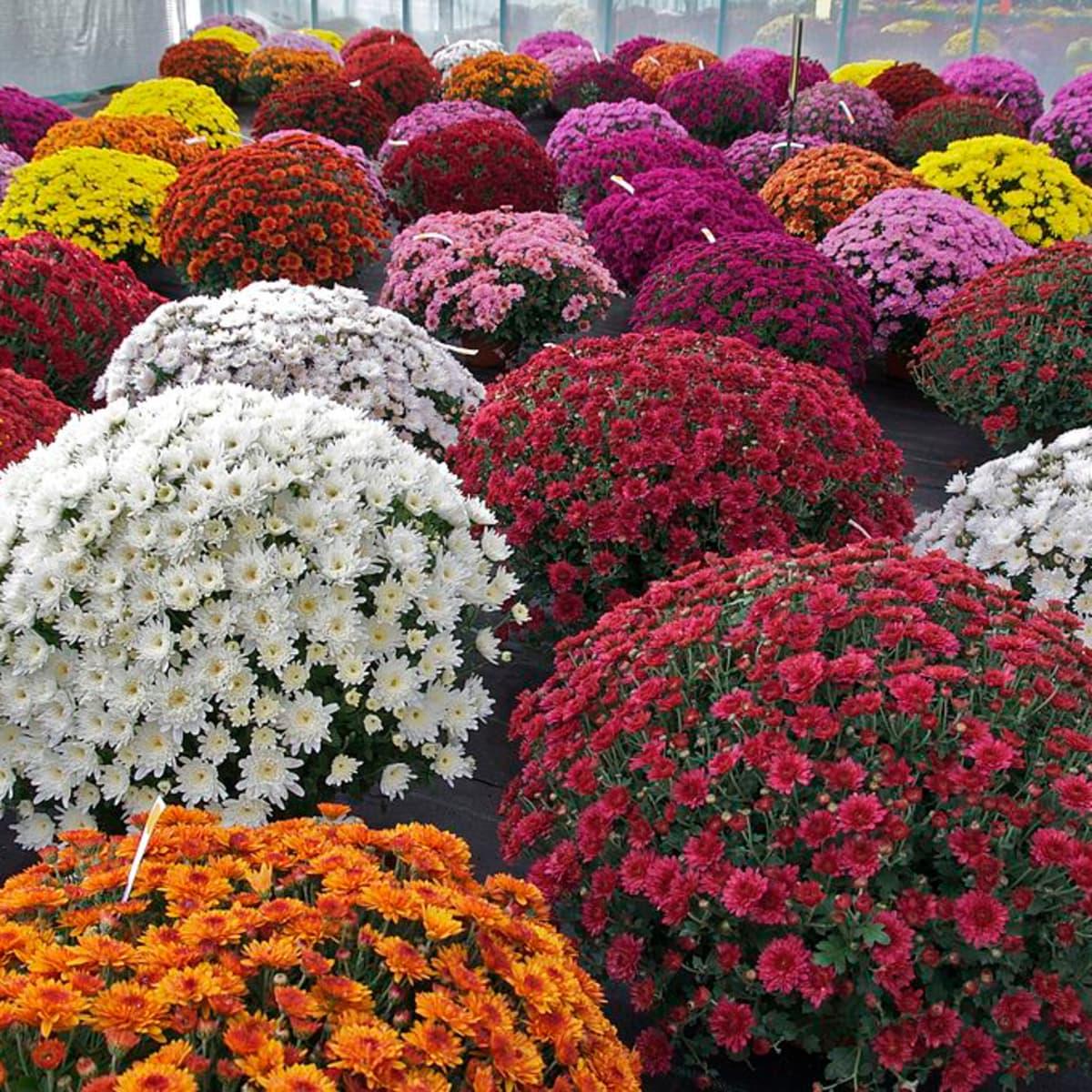Chrysanthemum Seeds Heirloom, Non-GMO, Drought Tolerant