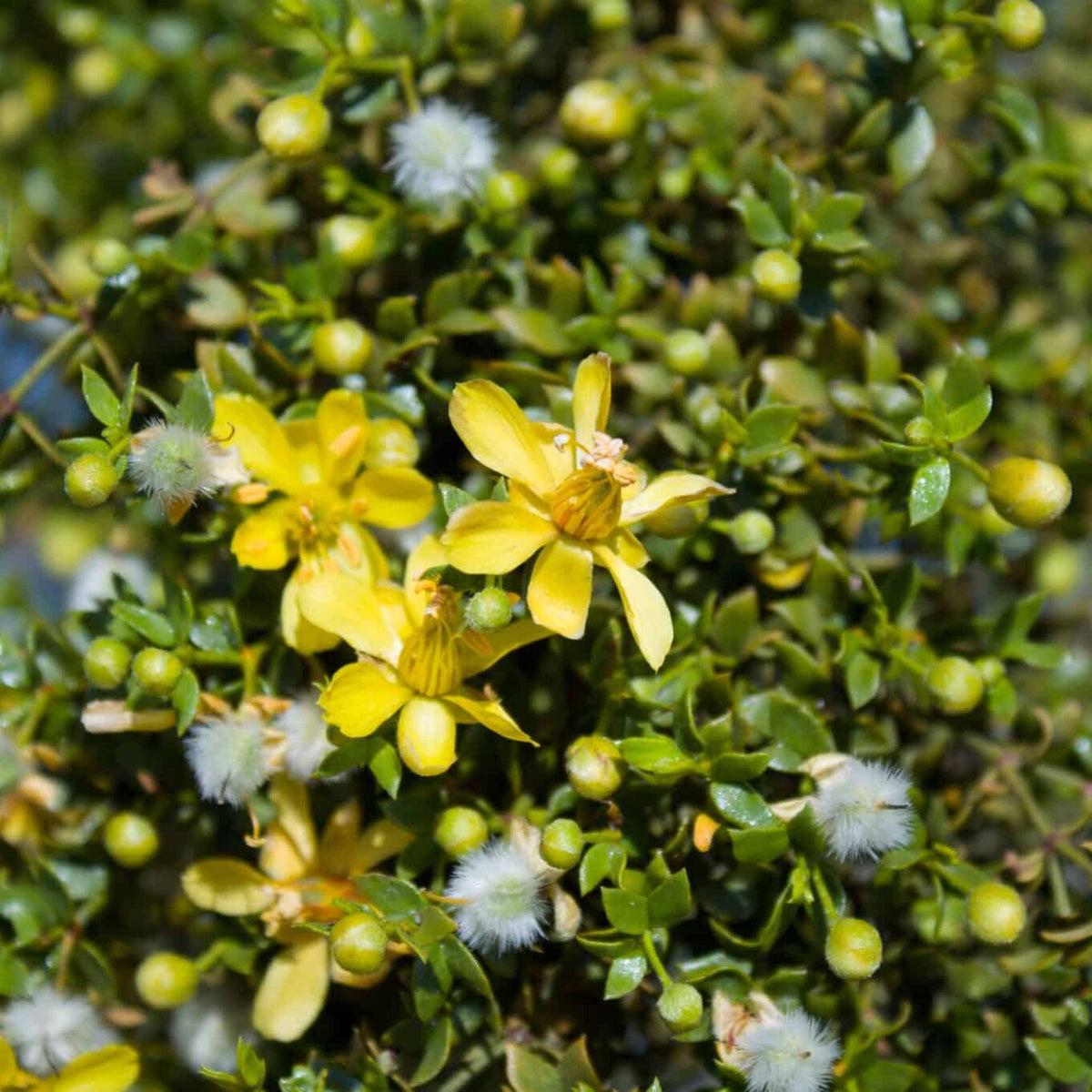 Larrea Tridentata Flower seeds for Planting Hardy Variety Heirloom & GMO Free Seeds for Home Garden   Sale