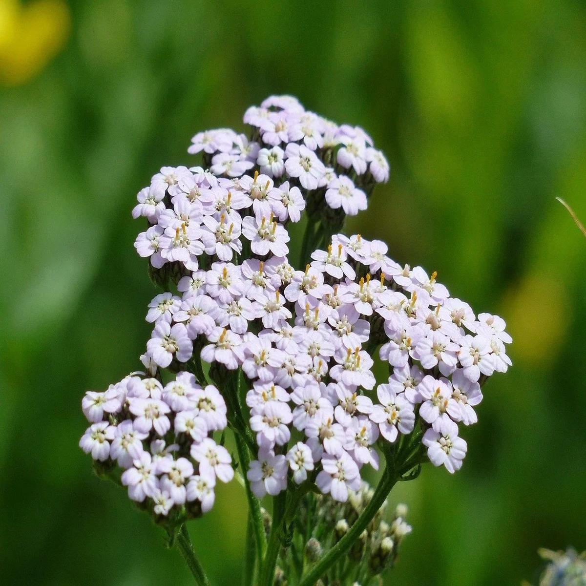 Yarrow Flower Seeds for Planting Heirloom Non-GMO, High Germination Organic Garden Seeds