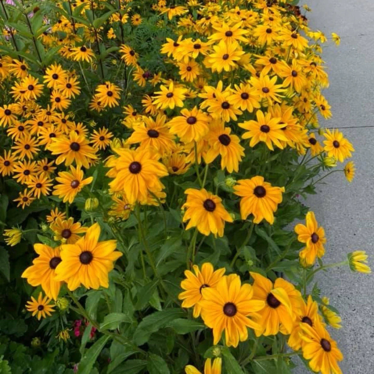 -BLACK EYED SUSAN Perennial Rudbeckia NativeWildflower Seeds  Heirloom, Non-GMO, High Germination Organic Garden Seeds