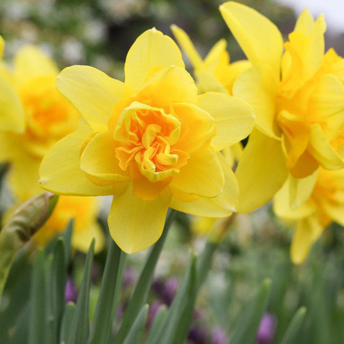 Thick Yellow Narcissus Flower Seeds for Planting  Heirloom Non-GMO, High Germination Organic Garden Seeds