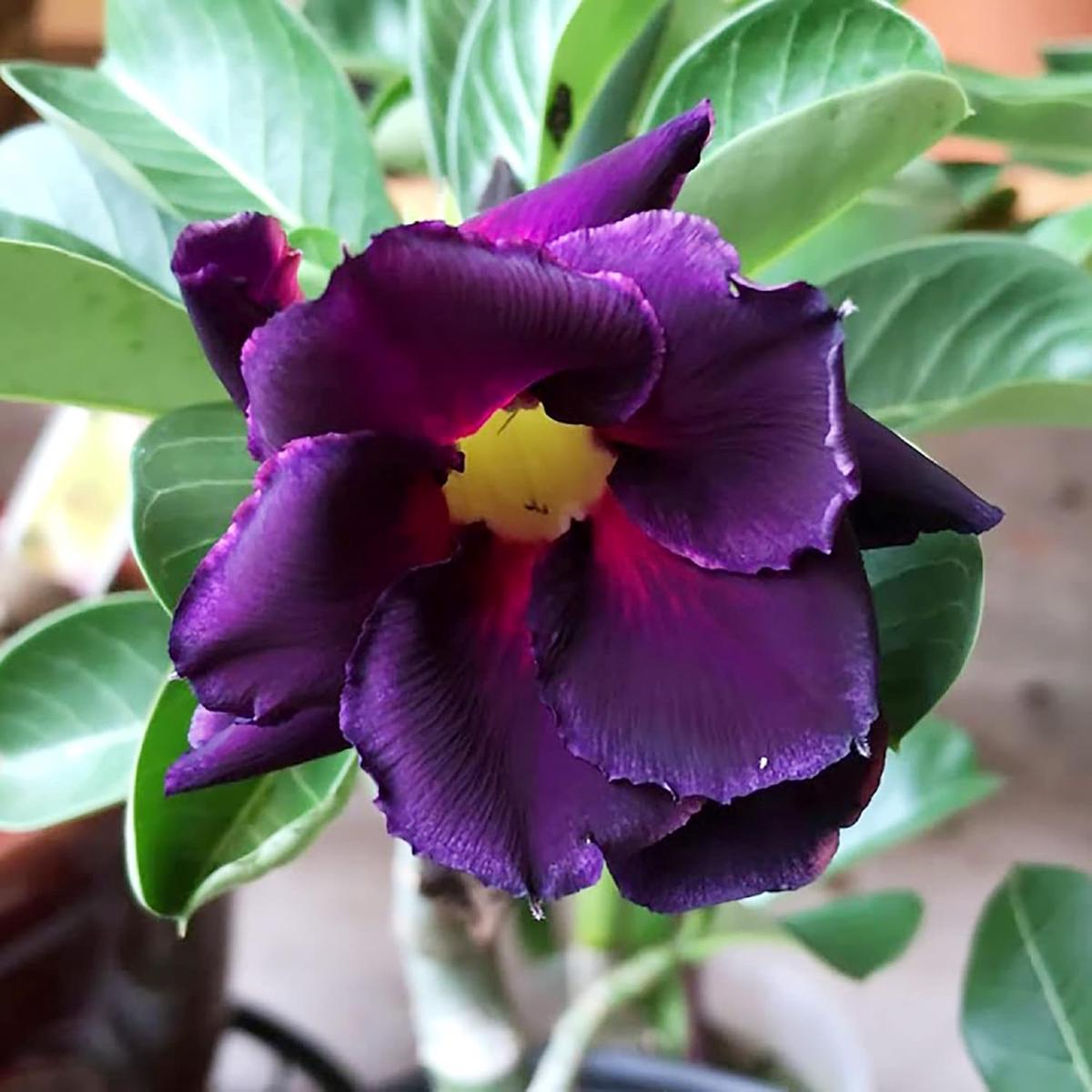 Purple Adenium Flower Seeds for Planting  Heirloom, Non-GMO, High Germination Organic Garden Seeds