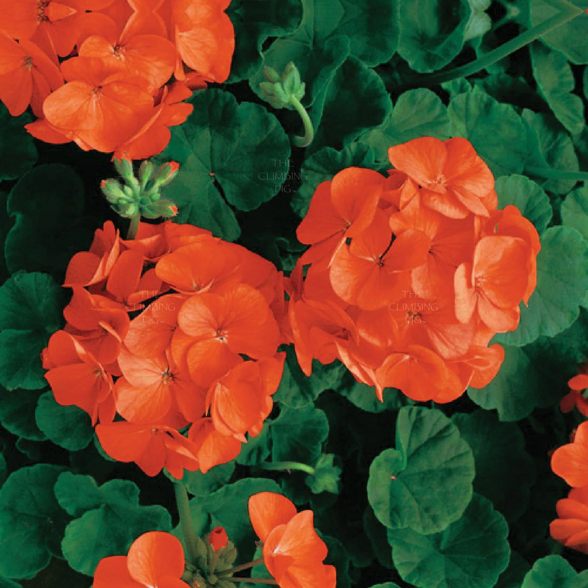 Light Orange Geranium Seeds Heirloom, Non-GMO Seeds for Planting Vibrant Garden Blooms