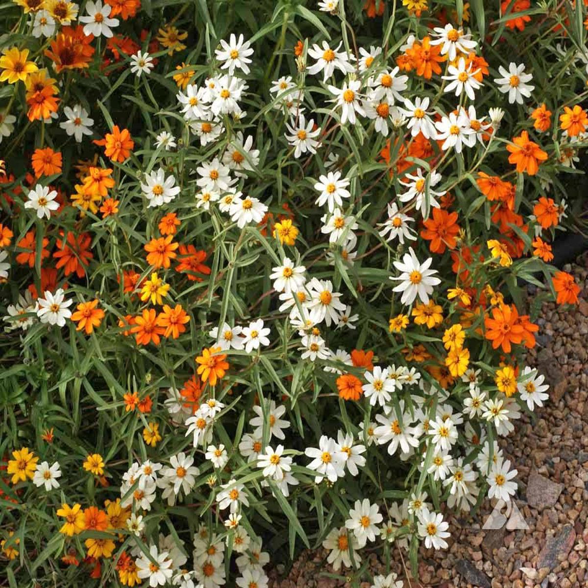 Zinnia linearis Mix Flower Seeds for Planting  Heirloom, Non-GMO, Easy to Grow, Annual Blooms