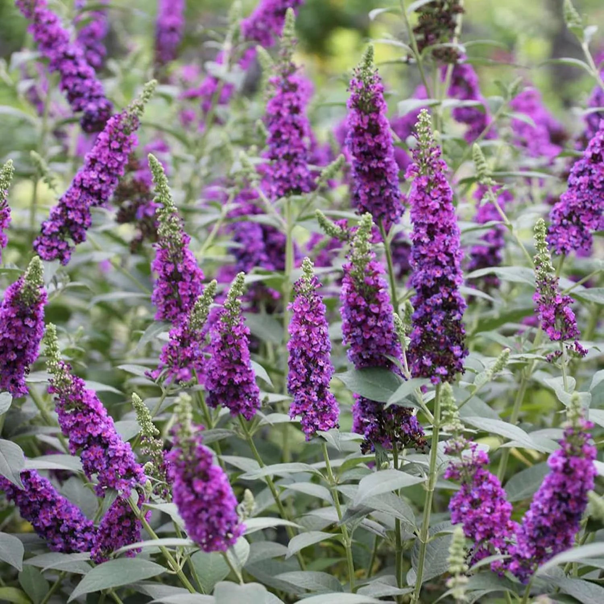 Heirloom Knight Butterfly Bush Flower Seeds for Planting Non-GMO, Organic Garden Seeds with High Germination
