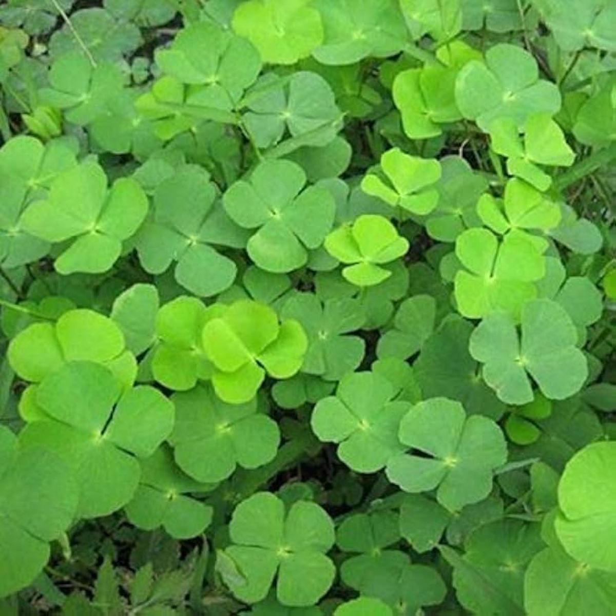 Light Green Clover Herb Seeds Heirloom Non-GMO Seeds for Planting with High Germination for Organic Garden Ground Cover