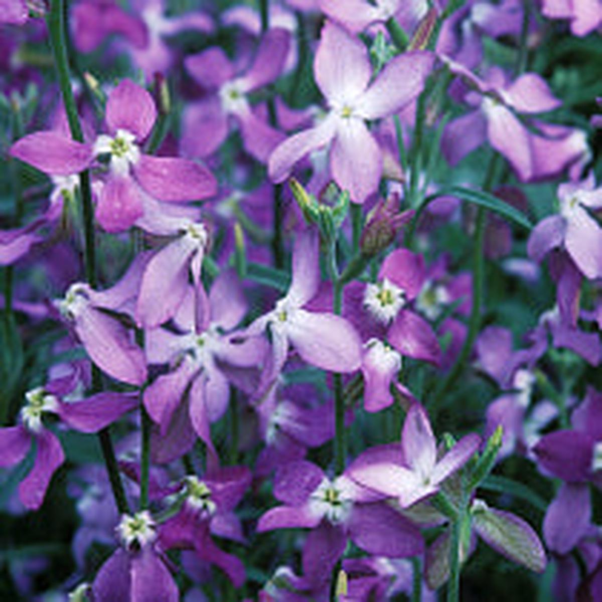Violet Evening-Scented Flower Seeds for Planting  Heirloom Non-GMO High Germination Organic Garden Seeds