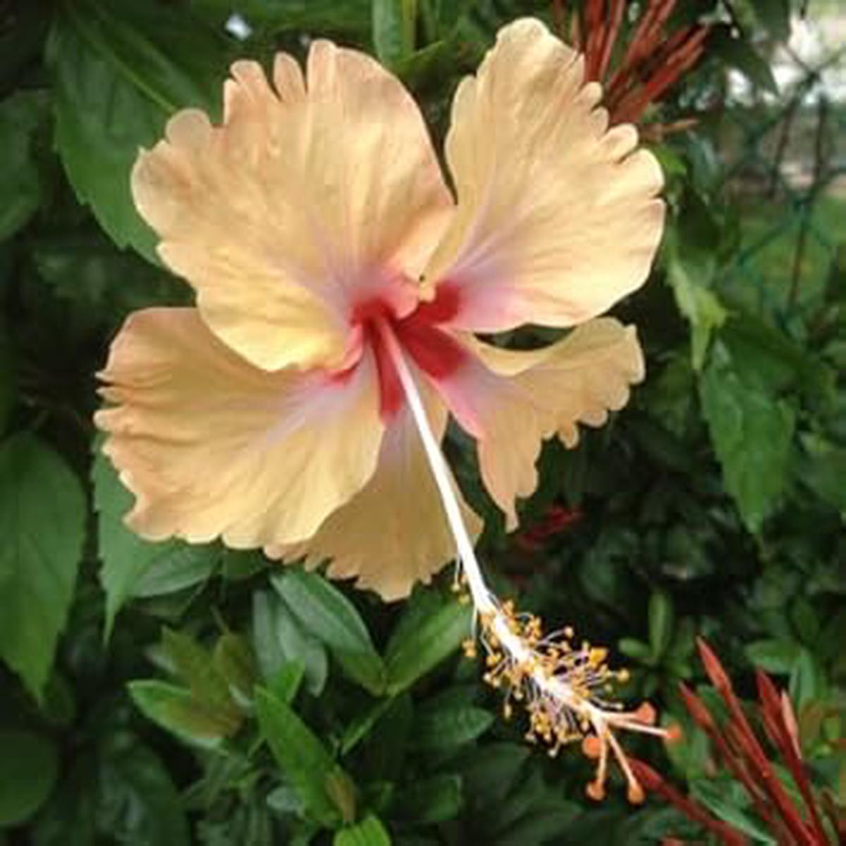 Heirloom Cream Hibiscus Flower Seeds for Planting  Non-GMO Organic Garden Seeds with High Germination