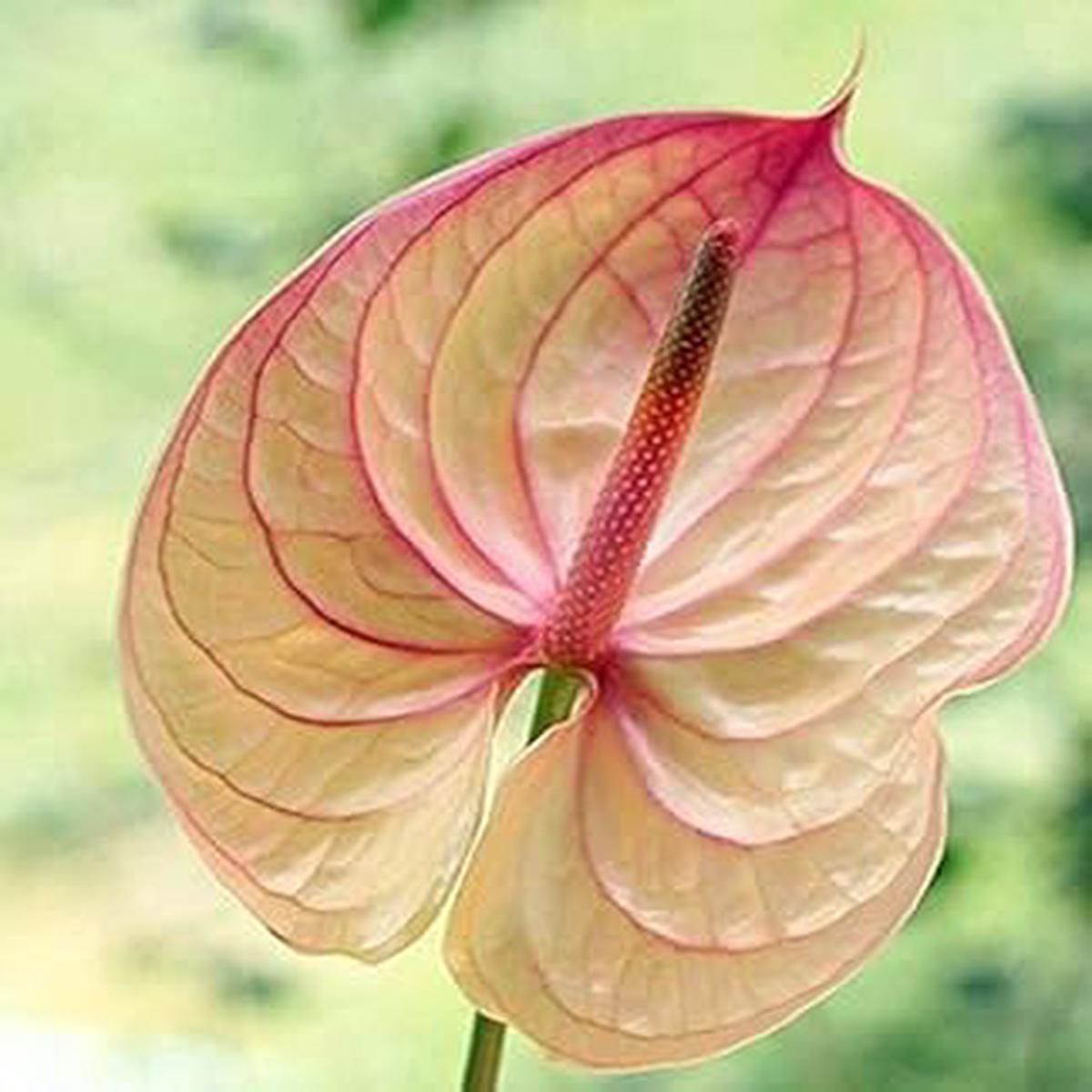 Heirloom Non-GMO Anthurium Flower Seeds for Planting  Cream Pink Tropical Blooms