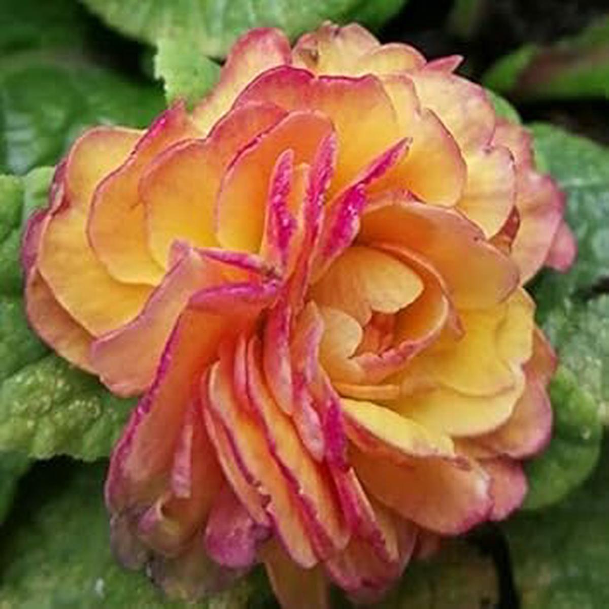 Heirloom Orange Pink Primula Autumn Flower Seeds for Planting Non-GMO High Germination Organic Garden Seeds