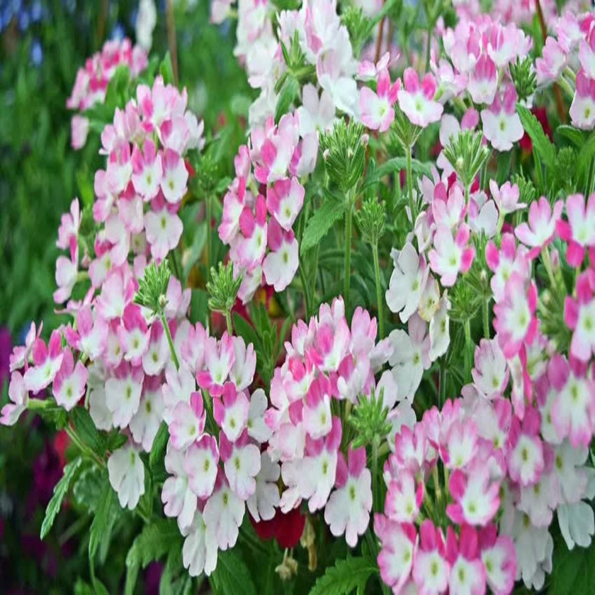 Pink & White Verbena Heirloom Non-GMO Seeds for Planting  High Germination Organic Garden Flower Seeds