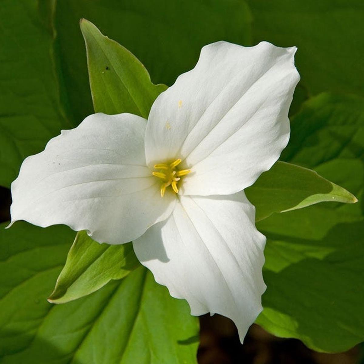 Trillium Flower Seeds for Planting  Shade Tolerant Heirloom Non-GMO Organic Garden Seeds