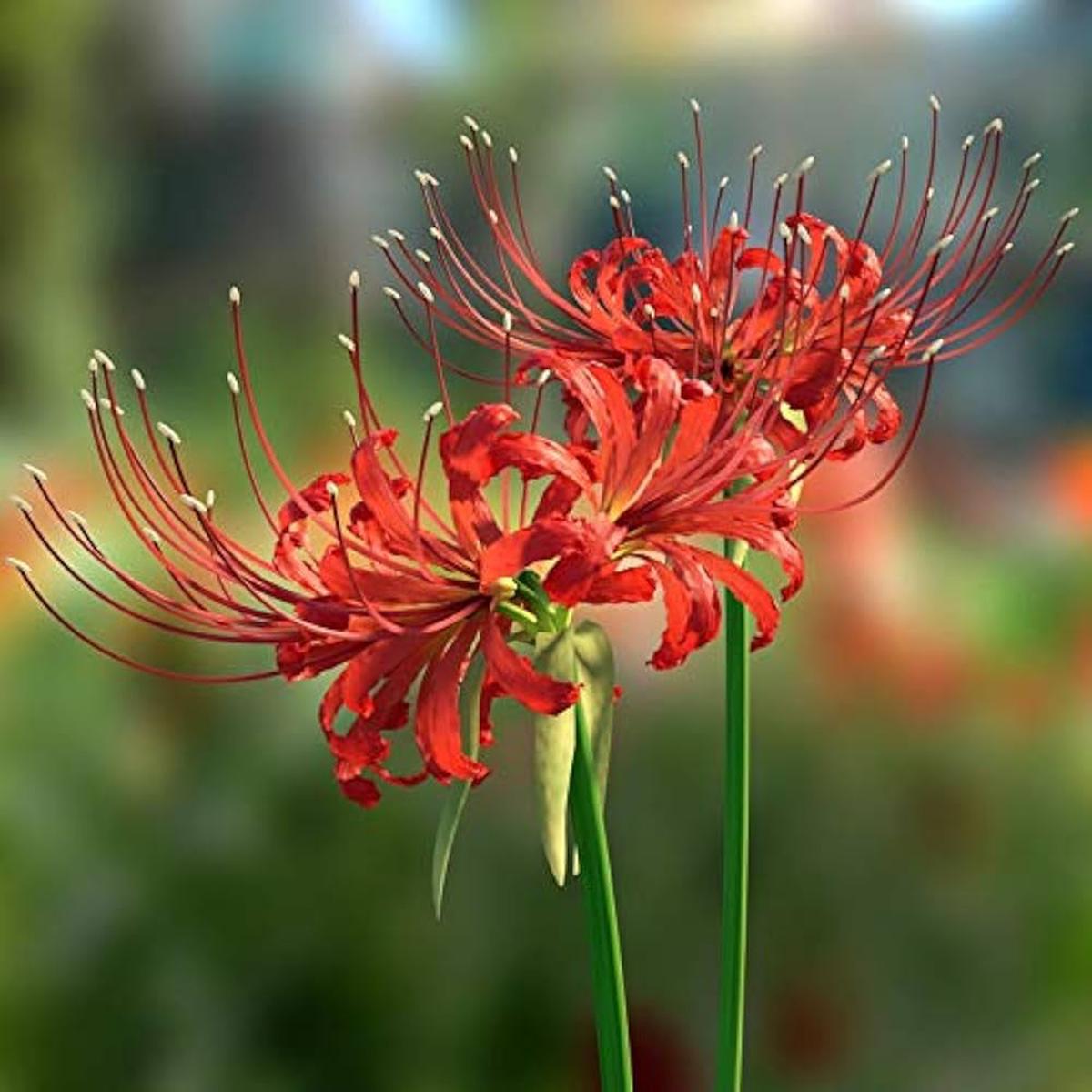 Lycoris Flower Seeds for Planting Heirloom Non-GMO, High Germination Organic Garden Seeds