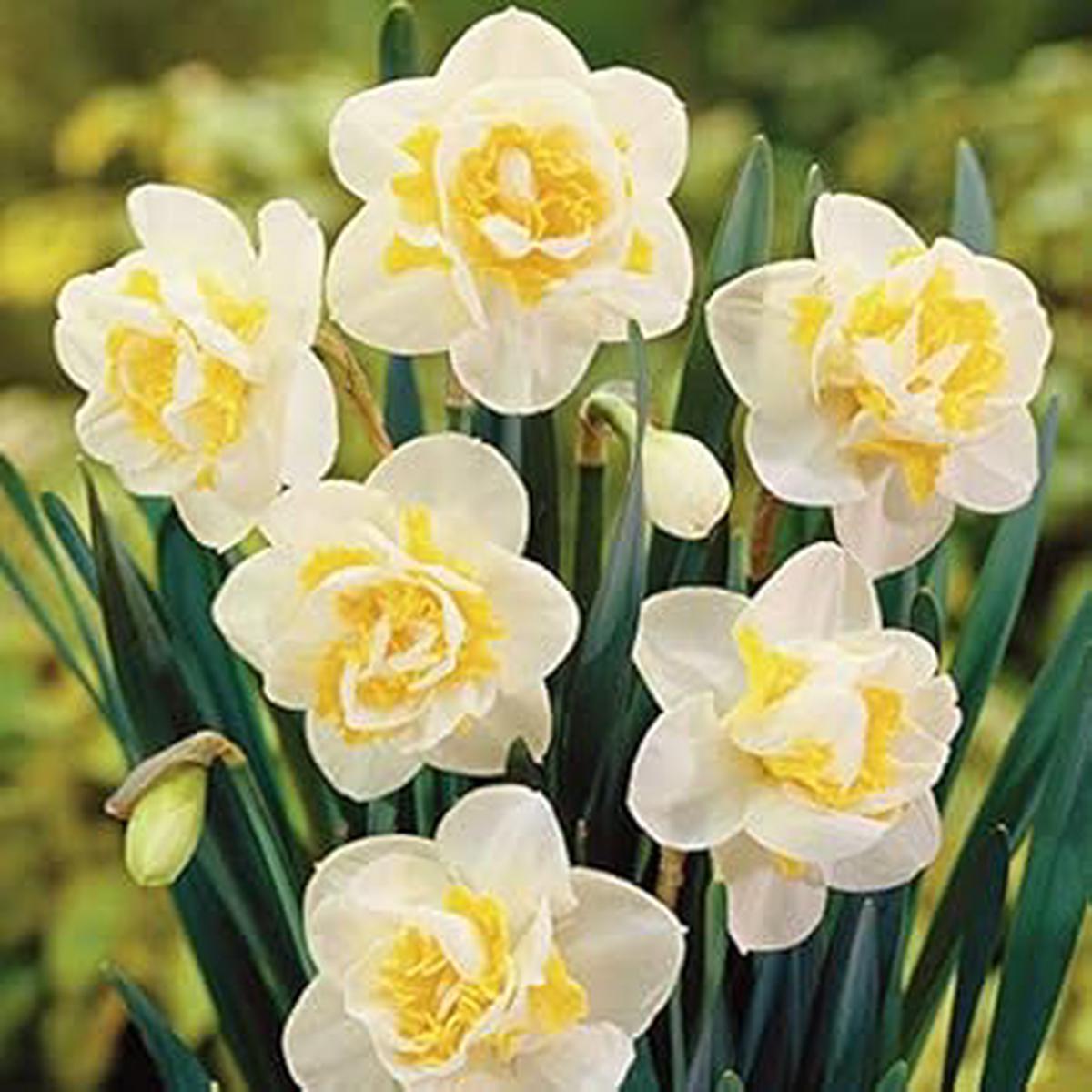 White Yellow Double Narcissus Flower Seeds for Planting  Heirloom, Non-GMO, High Germination Garden Seeds