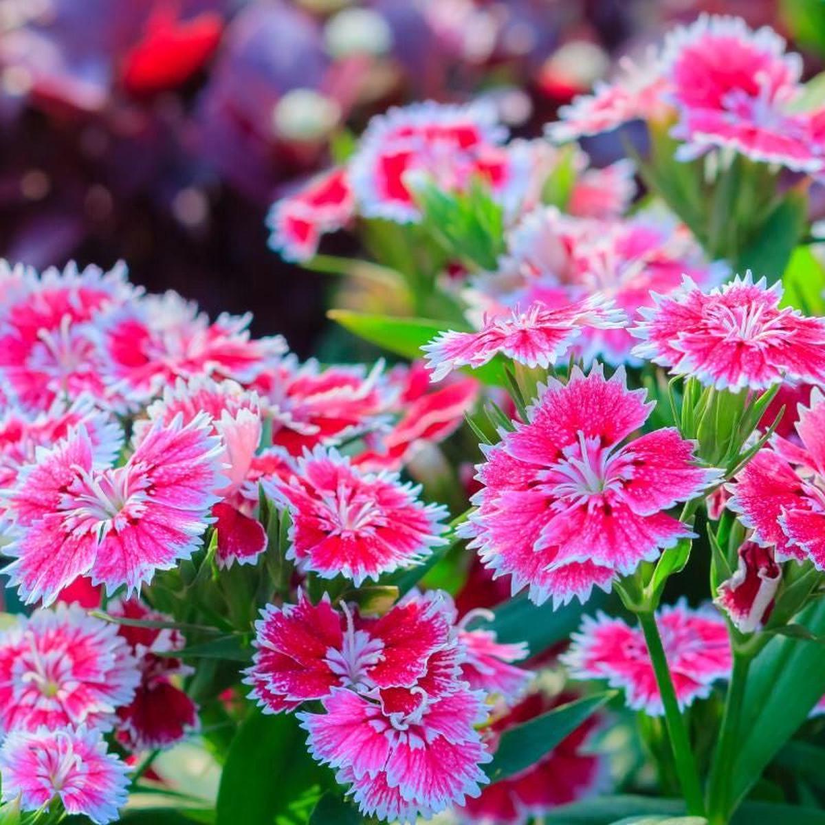 Dianthus Flower Seeds for Planting Hardy Variety, Heirloom, Non-GMO, High Germination Organic Garden Seeds