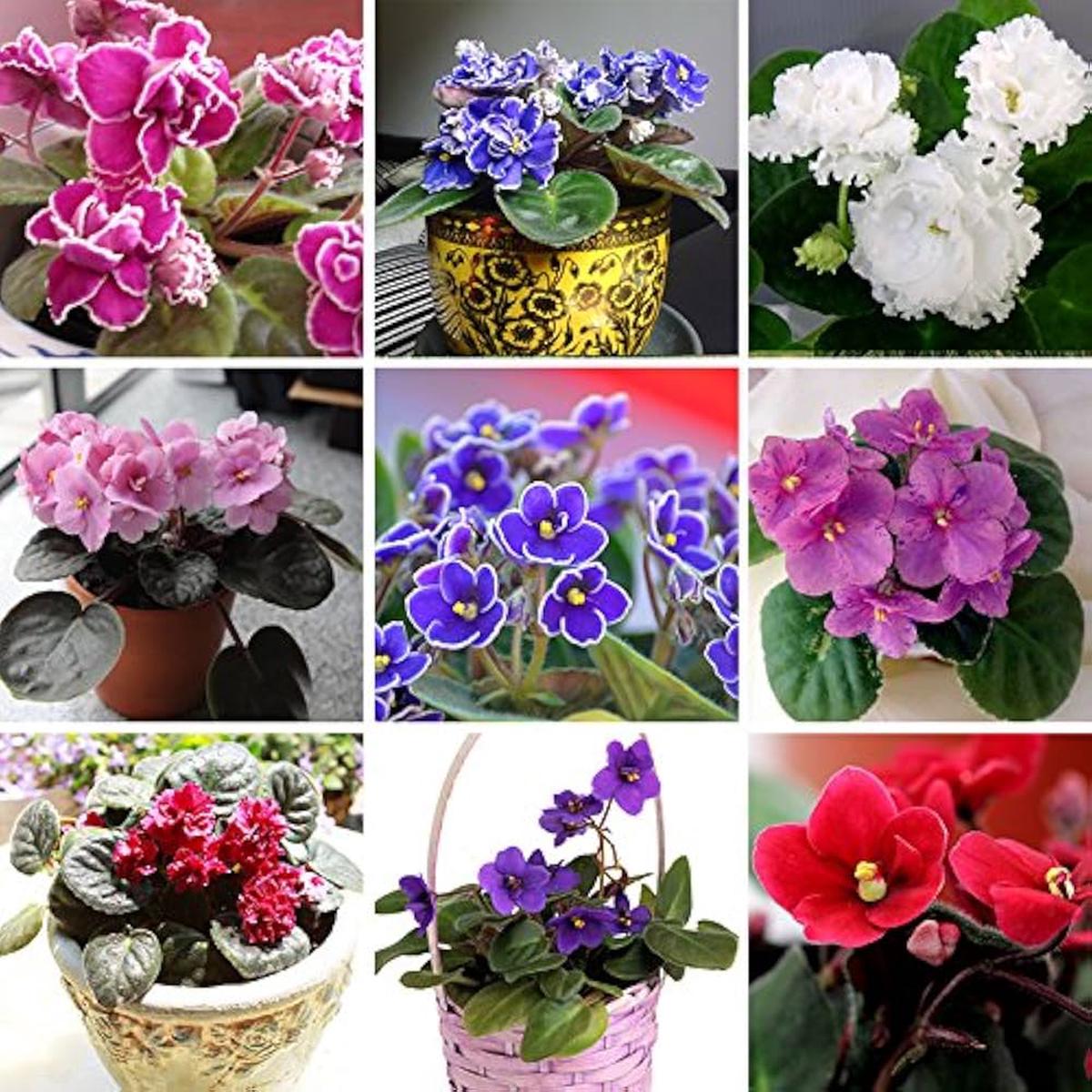 Mixed Color African Violet Flower Seeds for Planting  Heirloom, Non-GMO, Indoor Blooming, Easy to Grow