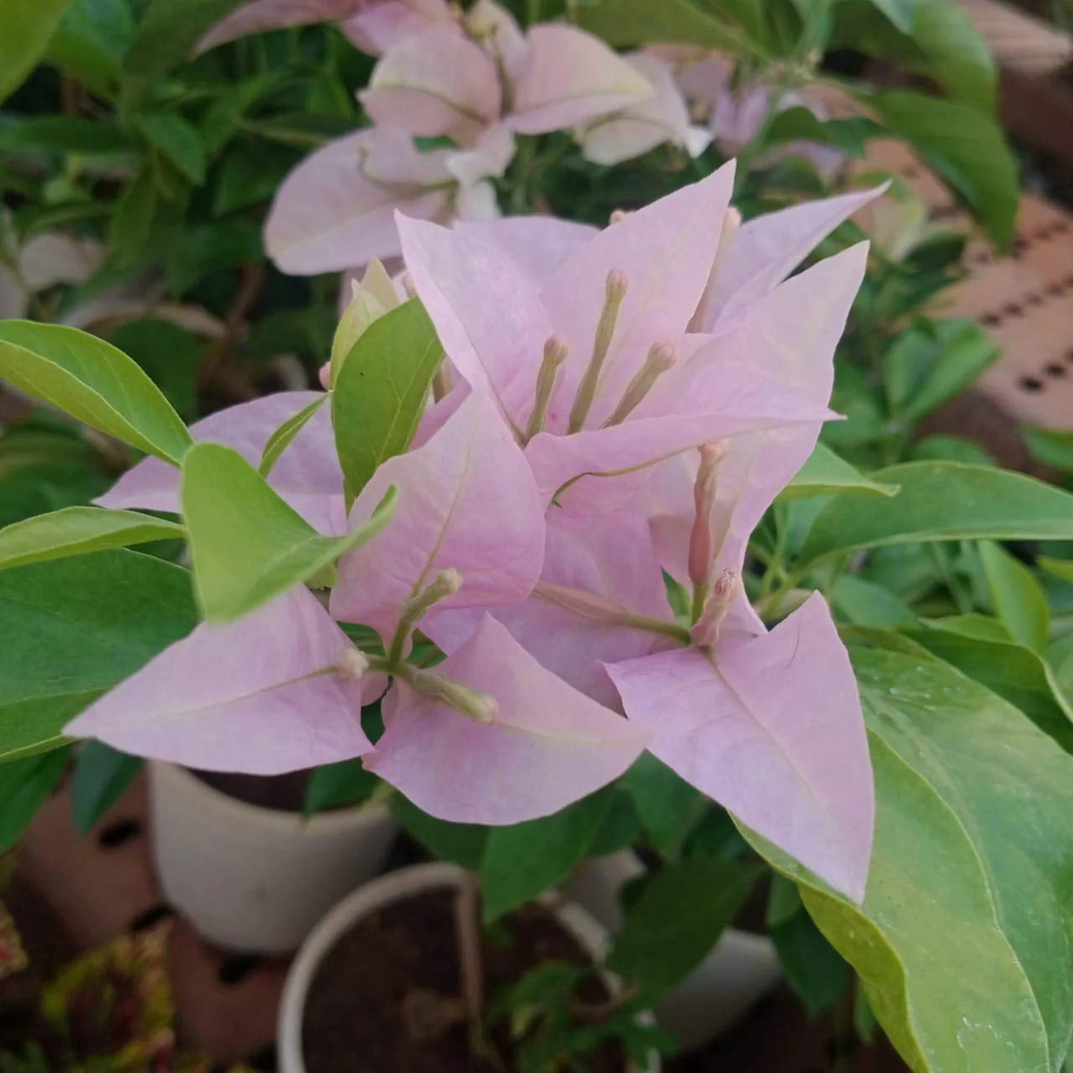 Heirloom Baby Pink Bougainvillea Flower Seeds for Planting  Non-GMO | High Germination Organic Garden Seeds