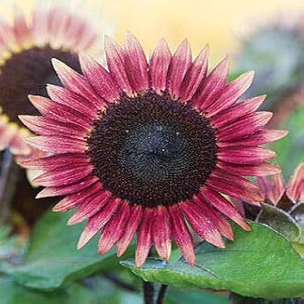 Light Pink Perennial Flower Heirloom Non-GMO Seeds for Planting High Germination Organic Garden Seeds