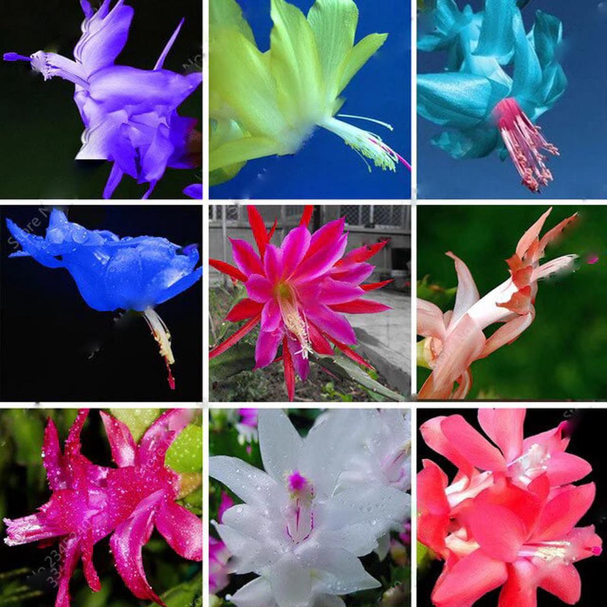 Mixed Zygocactus Truncatus Flower Seeds for Planting Heirloom Non-GMO, High Germination Organic Garden Seeds
