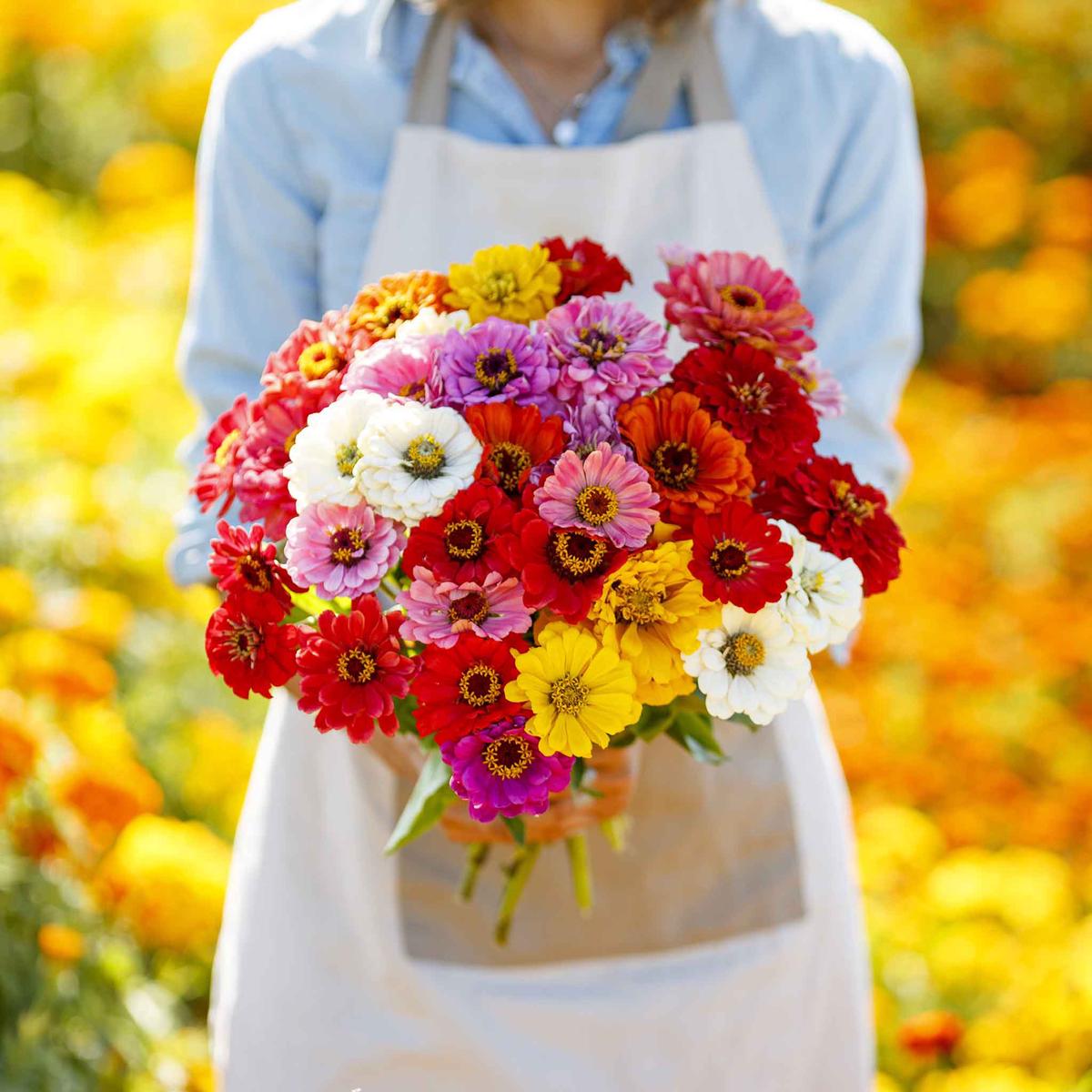 Zinnia Seeds (Organic) - California Giants Mix