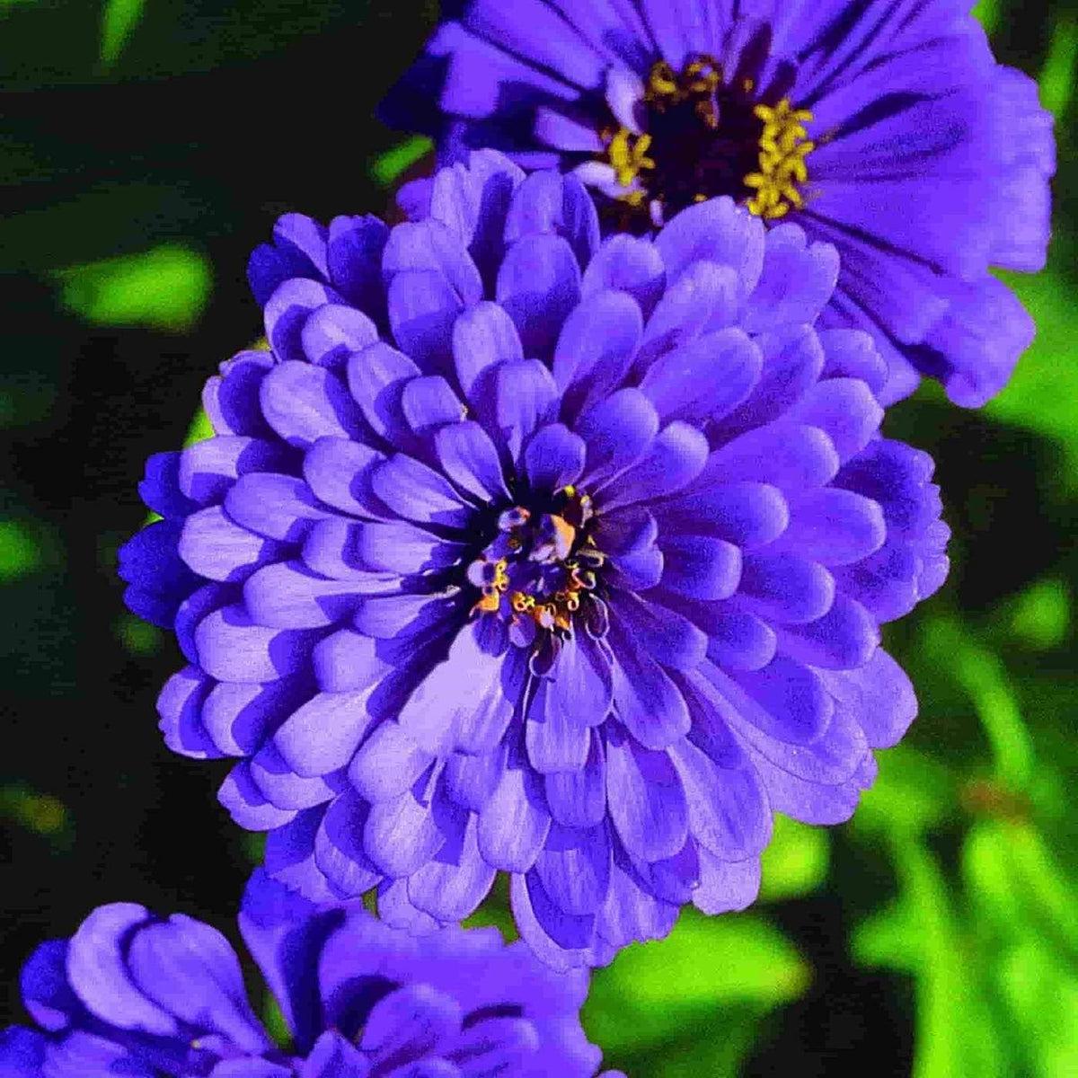Zinnia Flower seeds for Planting - Seasonal Bloomer, Heirloom & GMO Free Seeds for Home Garden