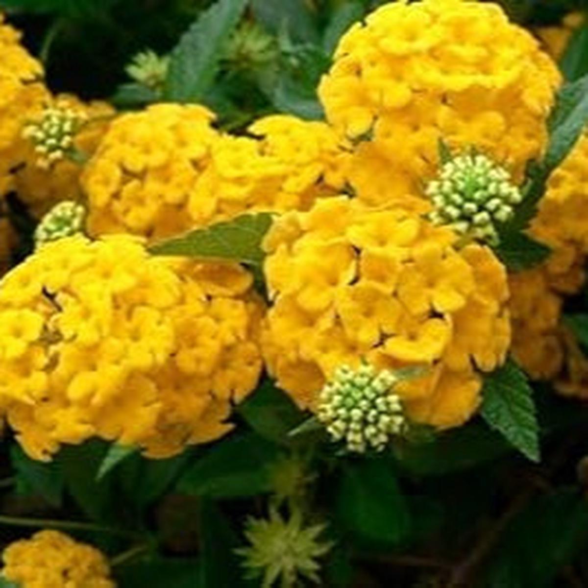 Heirloom Thick Yellow Hydrangea Flower Seeds Non-GMO Seeds for Planting Vibrant Blooms