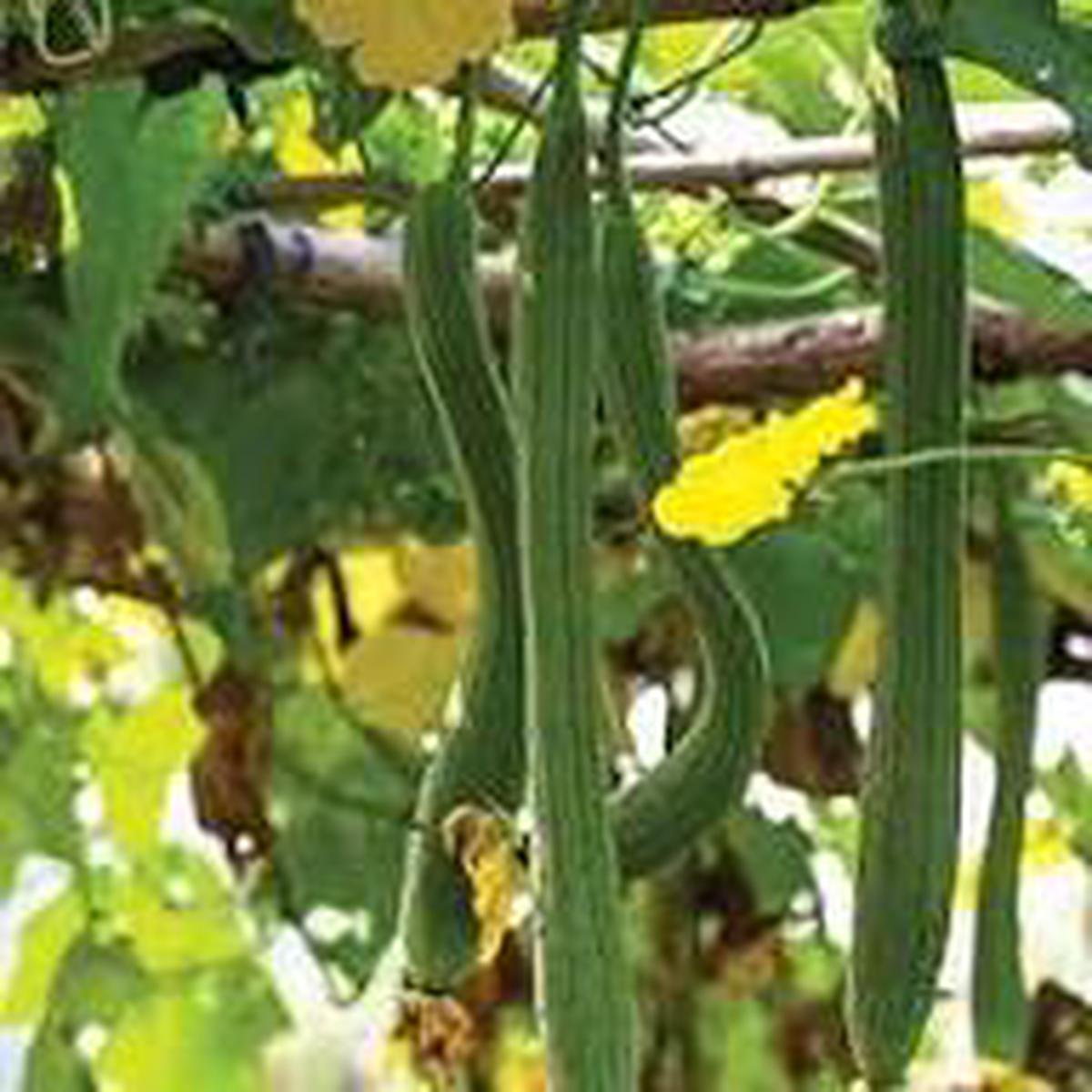 Yellow Luffa Flower Seeds for Planting  Vibrant Colors Heirloom Non-GMO High Germination Organic Garden Seeds