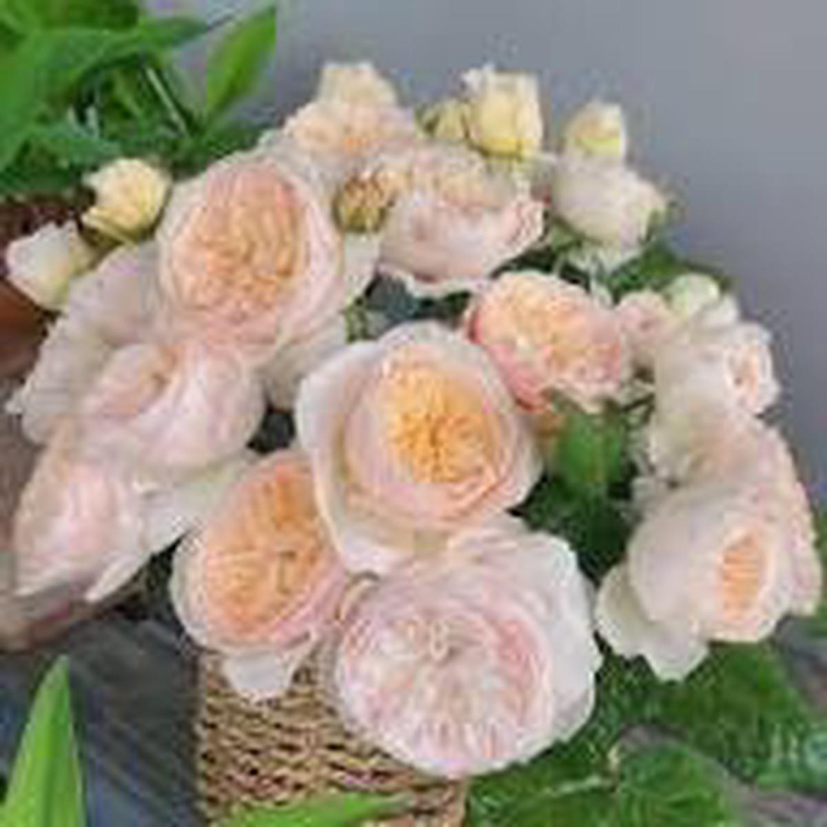 Cream Climbing Rose Flower Seeds for Planting | Heirloom Non-GMO High Germination Organic Garden Seeds
