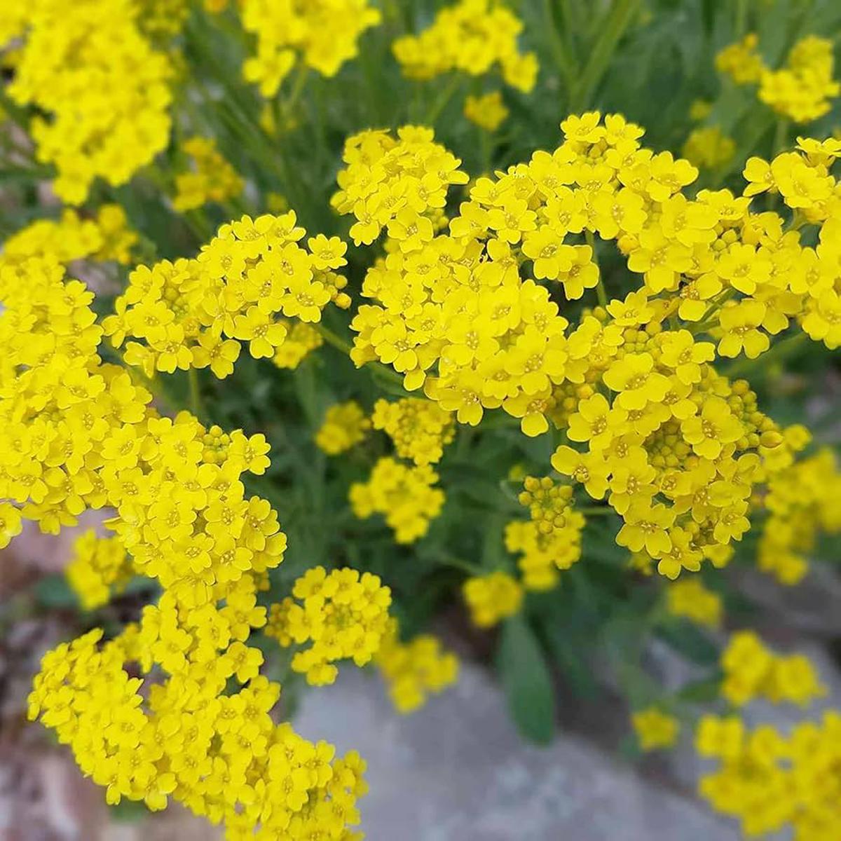 Yellow Aurinia Flower Seeds Heirloom Non-GMO Alyssum Blooms for Sunny Rock Gardens