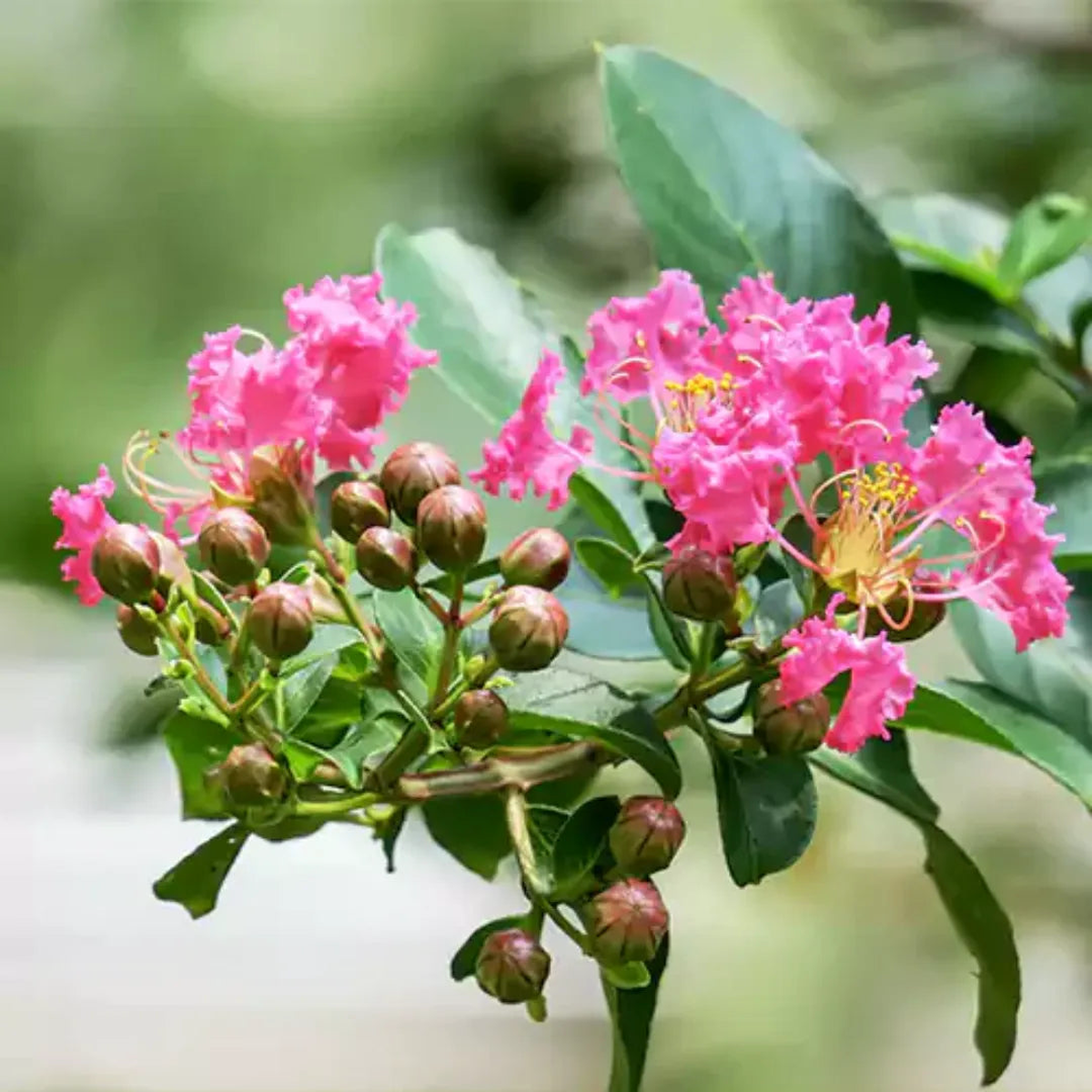 Pink Crape Myrtle Seeds for Planting Heirloom, Non-GMO, High Germination Organic Garden Seeds