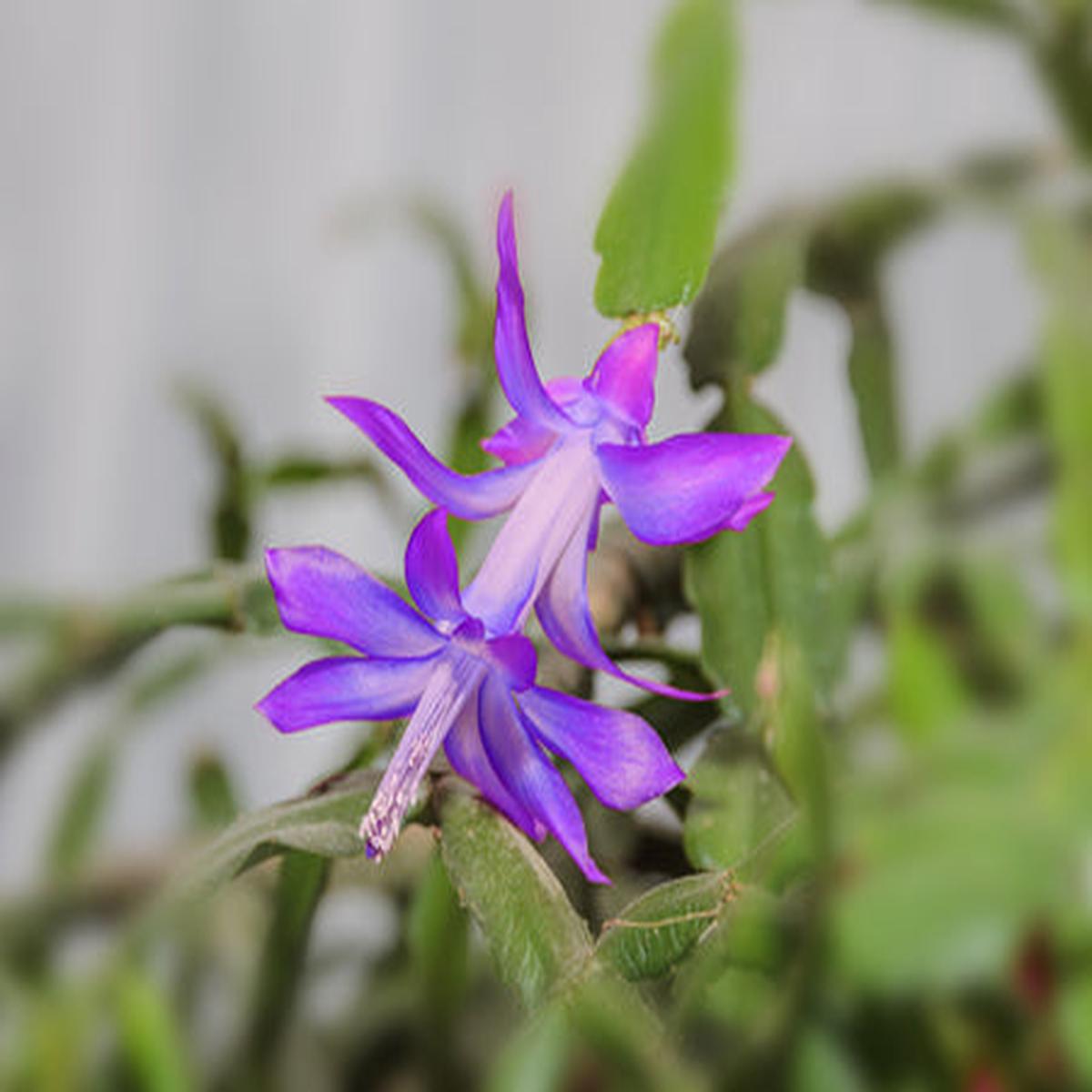 Violet Zygocactus Truncatus Flower Seeds for Planting Compact Growth, Heirloom, Non-GMO, High Germination Organic Garden Seeds