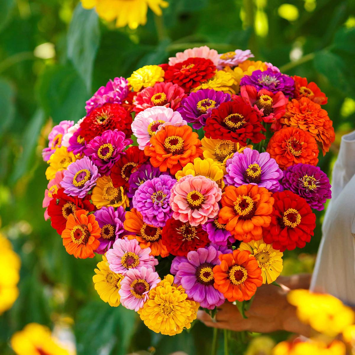 Zinnia Seeds - California Giants Mix - 1 Ounce