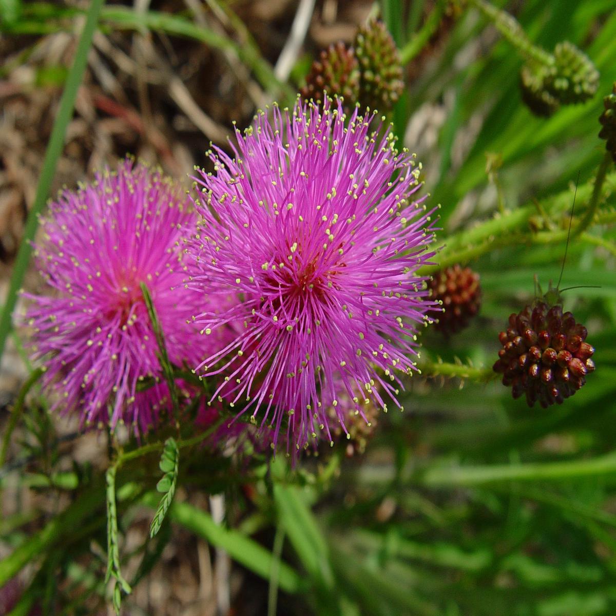 Mimosa Quadrivalvis Flower Seeds for Planting  Heirloom, Non-GMO, Annual, Pollinator-Friendly