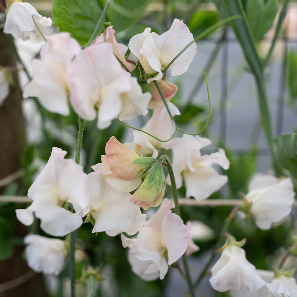 Sweet Pea 'Piggy Sue' Flower Seeds Heirloom, Non-GMO, High Germination Fragrant Blooms for Garden Planting