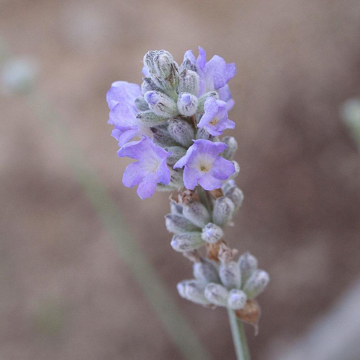 Ice Blue Lavender Seeds Unique Frosty Blooms for Fragrant Gardens & Bouquets